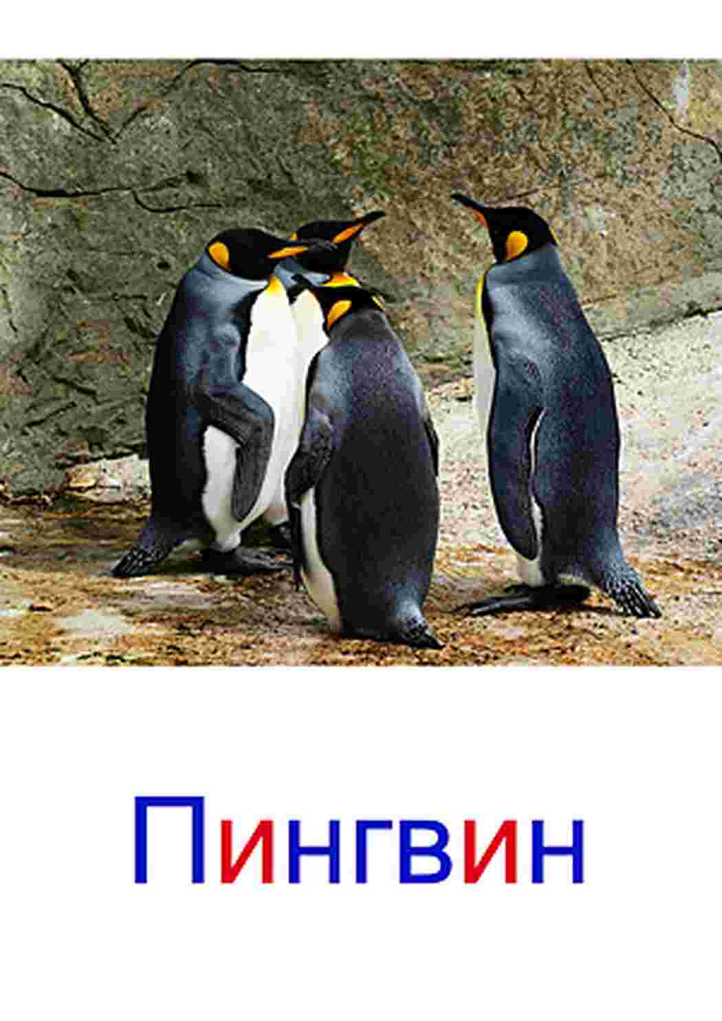 Раскраски карточки морские обитатели  карточки морские обитатели