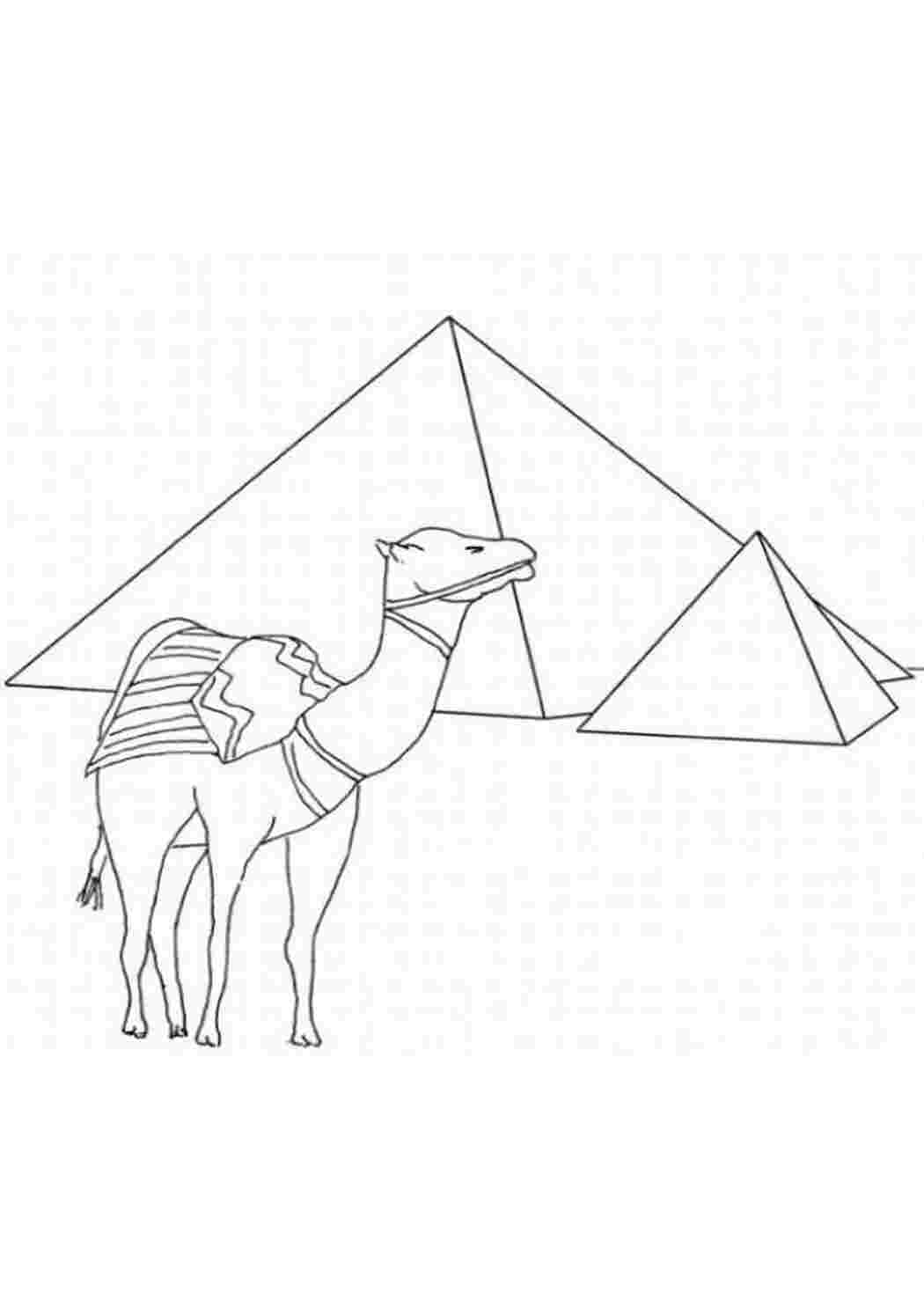 Раскраски картинки на рабочий стол онлайн Верблюд возле пирамид Раскраски для мальчиков бесплатно