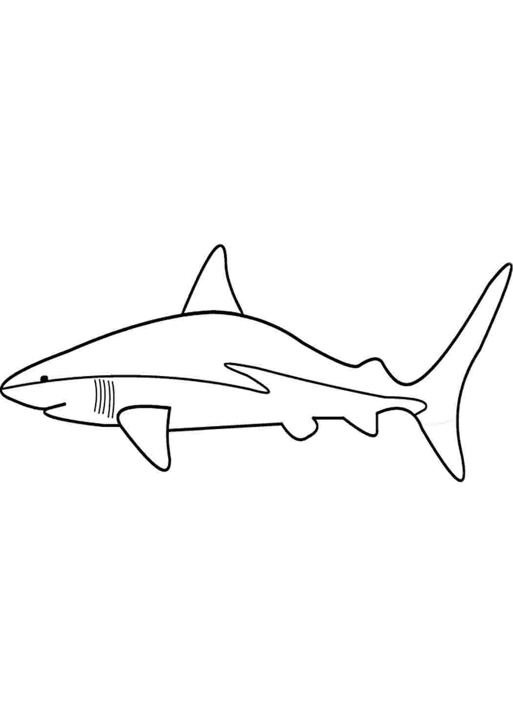 Зебровая акула