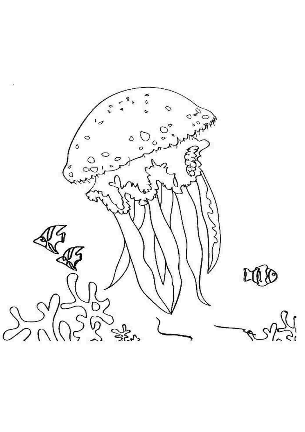 Раскраски Огромная медуза медуза Подводный мир, медуза