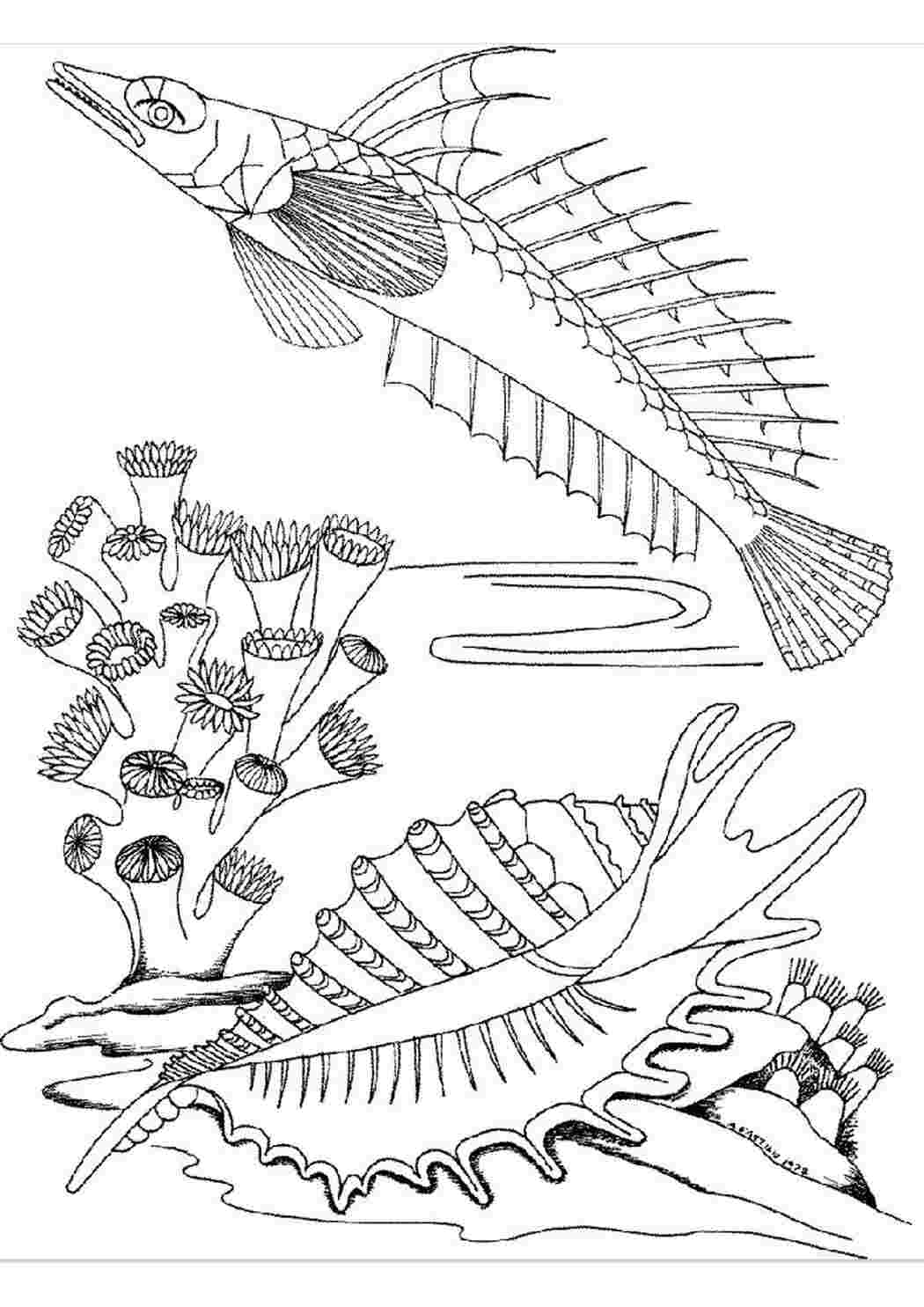 Раскраски Подводный мир  рыбы  