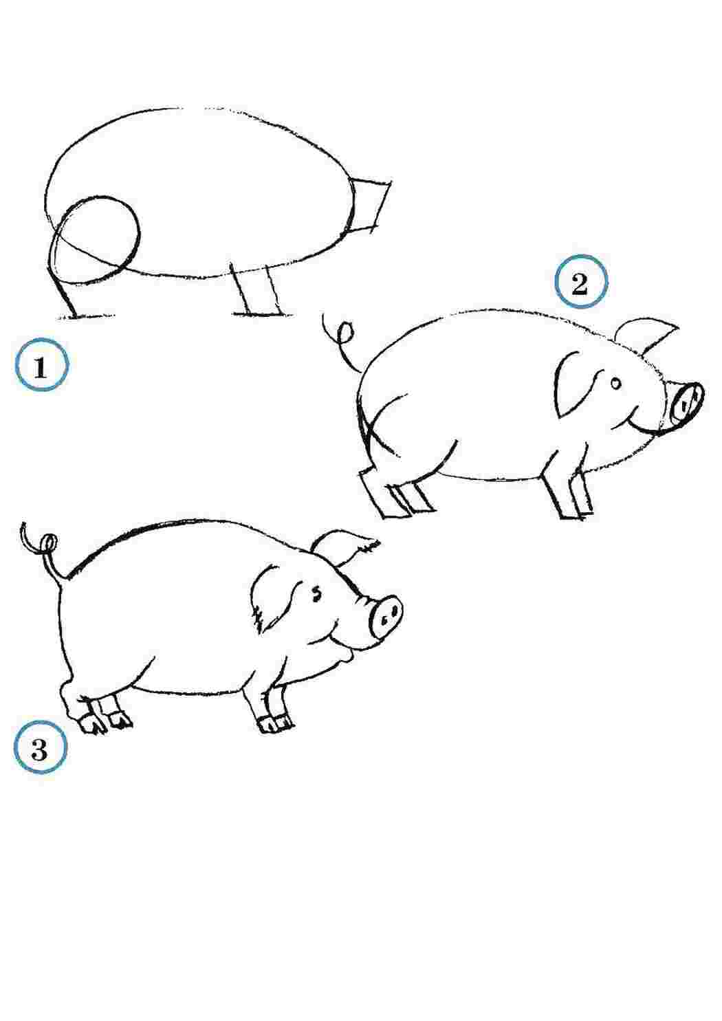 Раскраски Учимся рисовать свинку как нарисовать поэтапно животных Животные, свинка