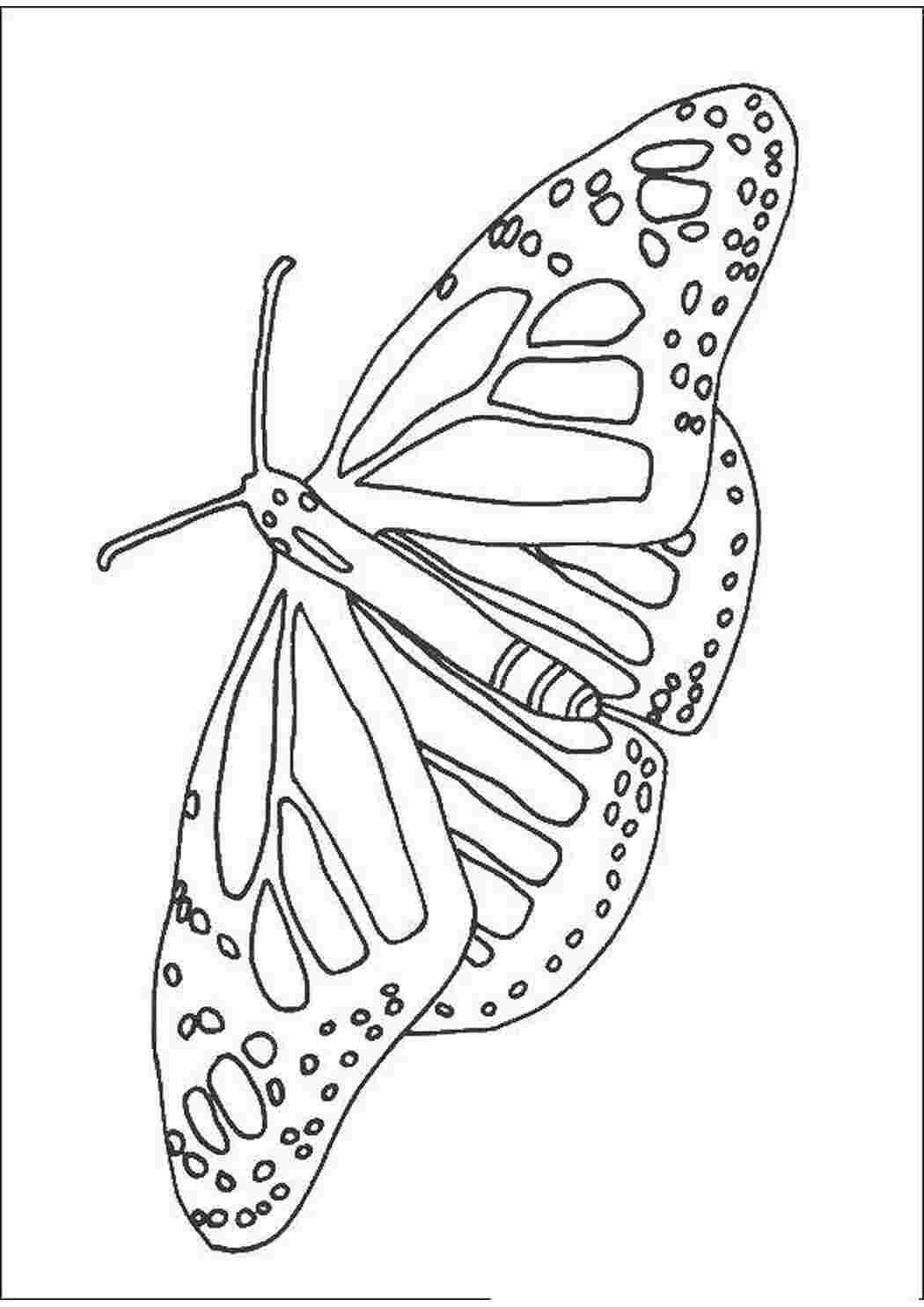 Раскраски Необычная бабочка бабочки Бабочка