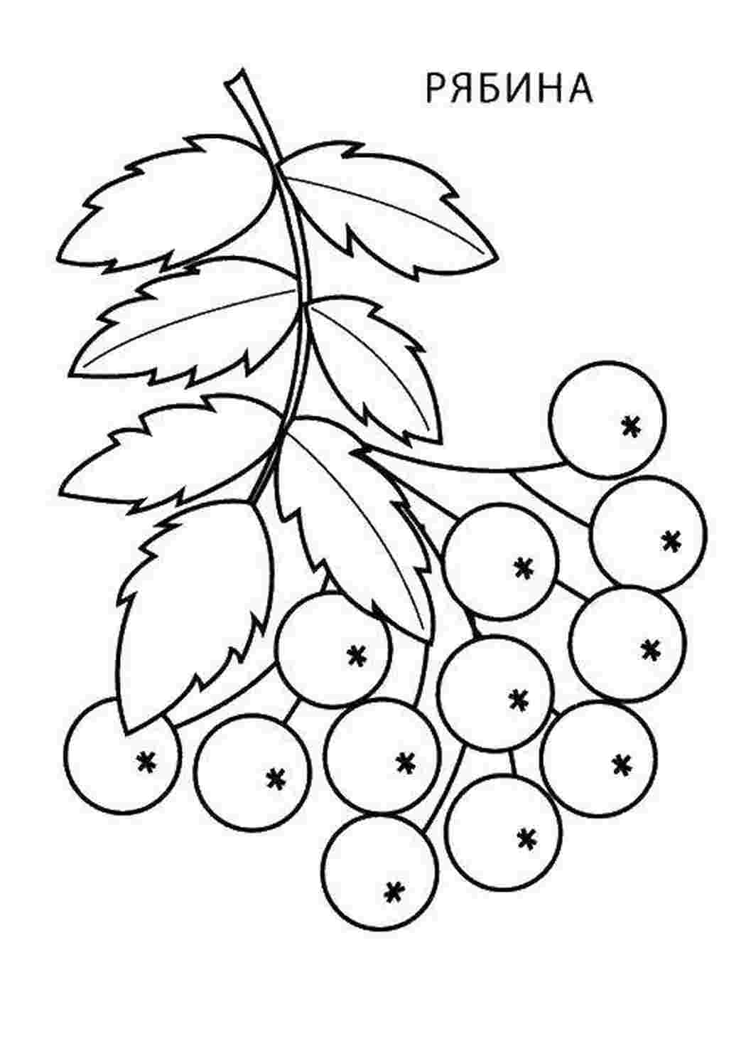 Раскраски Рябина ягоды рябина