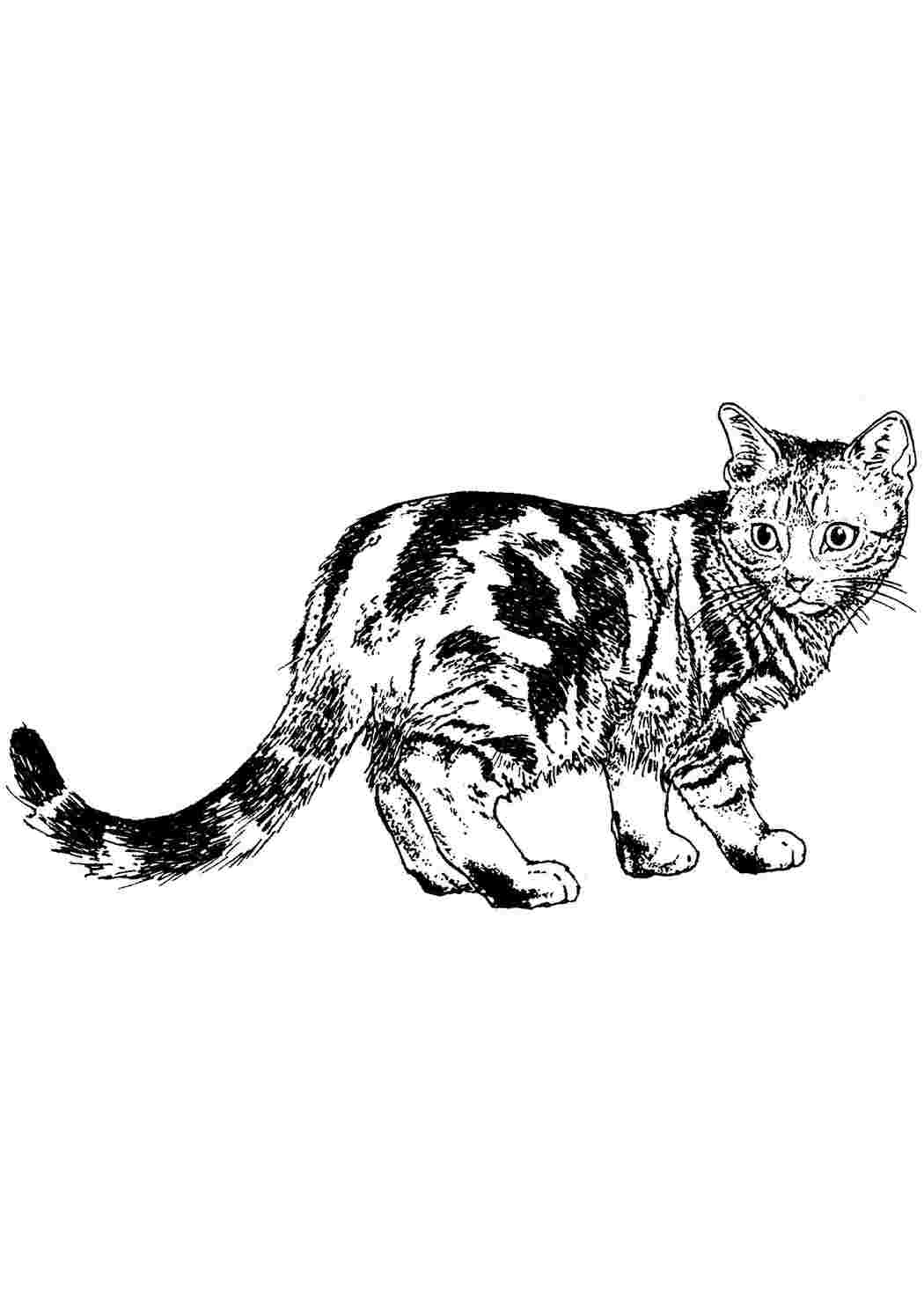 Раскраски Настоящий котенок Коты и котята животные, котенок, кошка