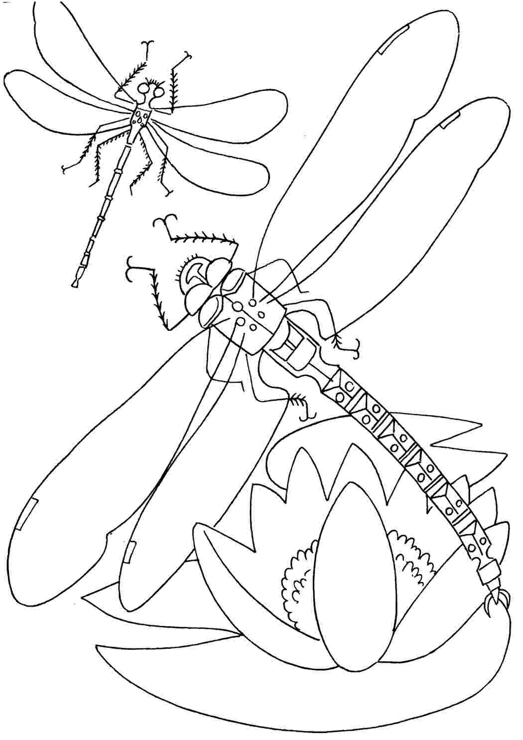 Раскраски стрекозы над озером  Раскраски скачать онлайн