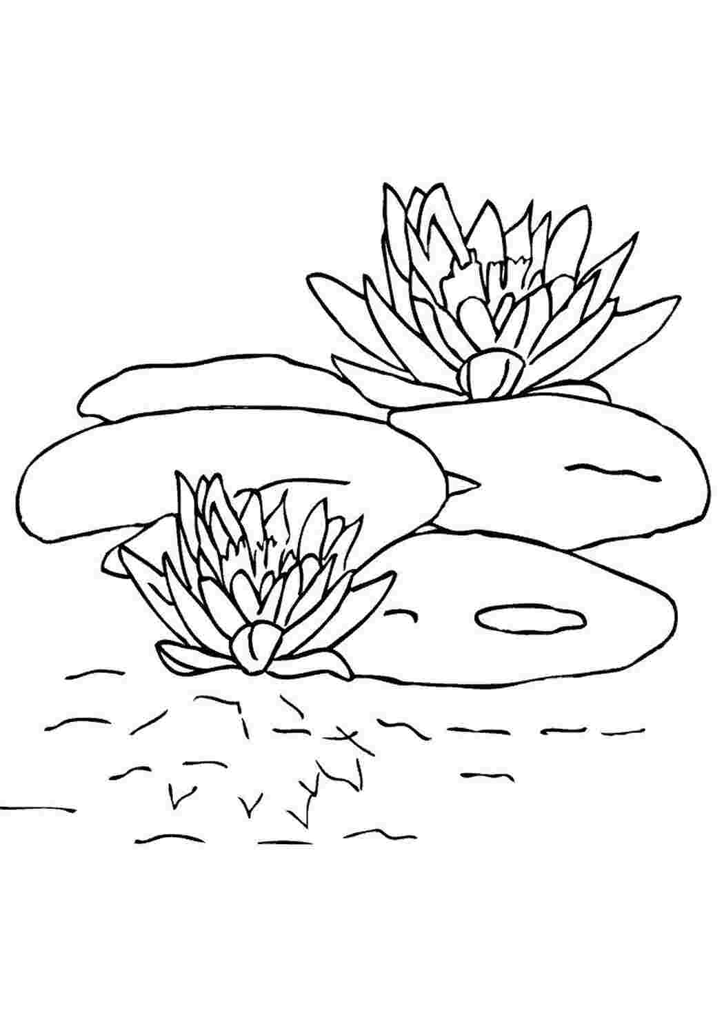Раскраски Лотос, кувшинка, водная лилия Лотос, кувшинка, водная лилия  Раскраска цветок