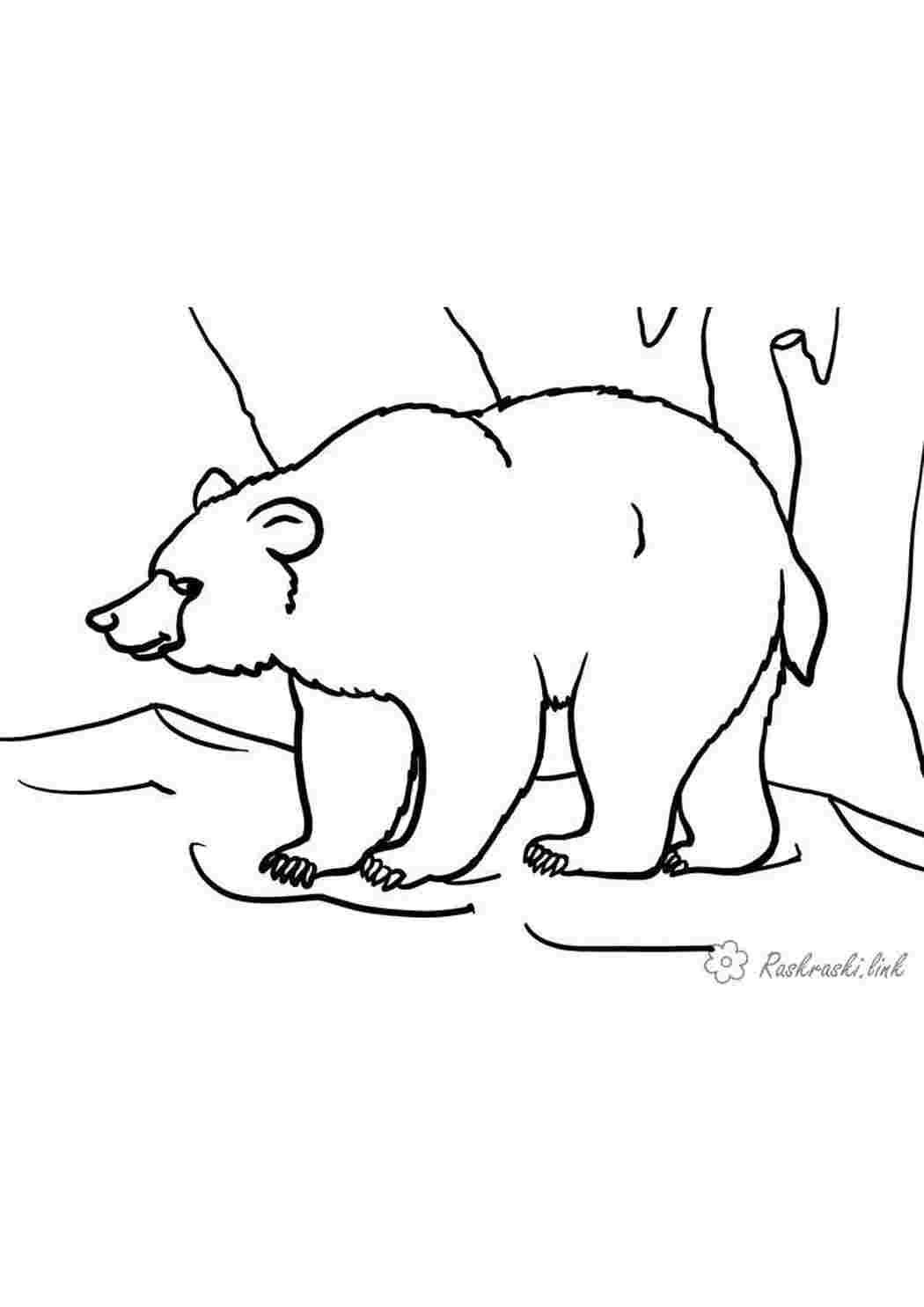 Раскраски раскраска, животные, бурый медведь, мишка, лес Раскраски Лесные животные 
