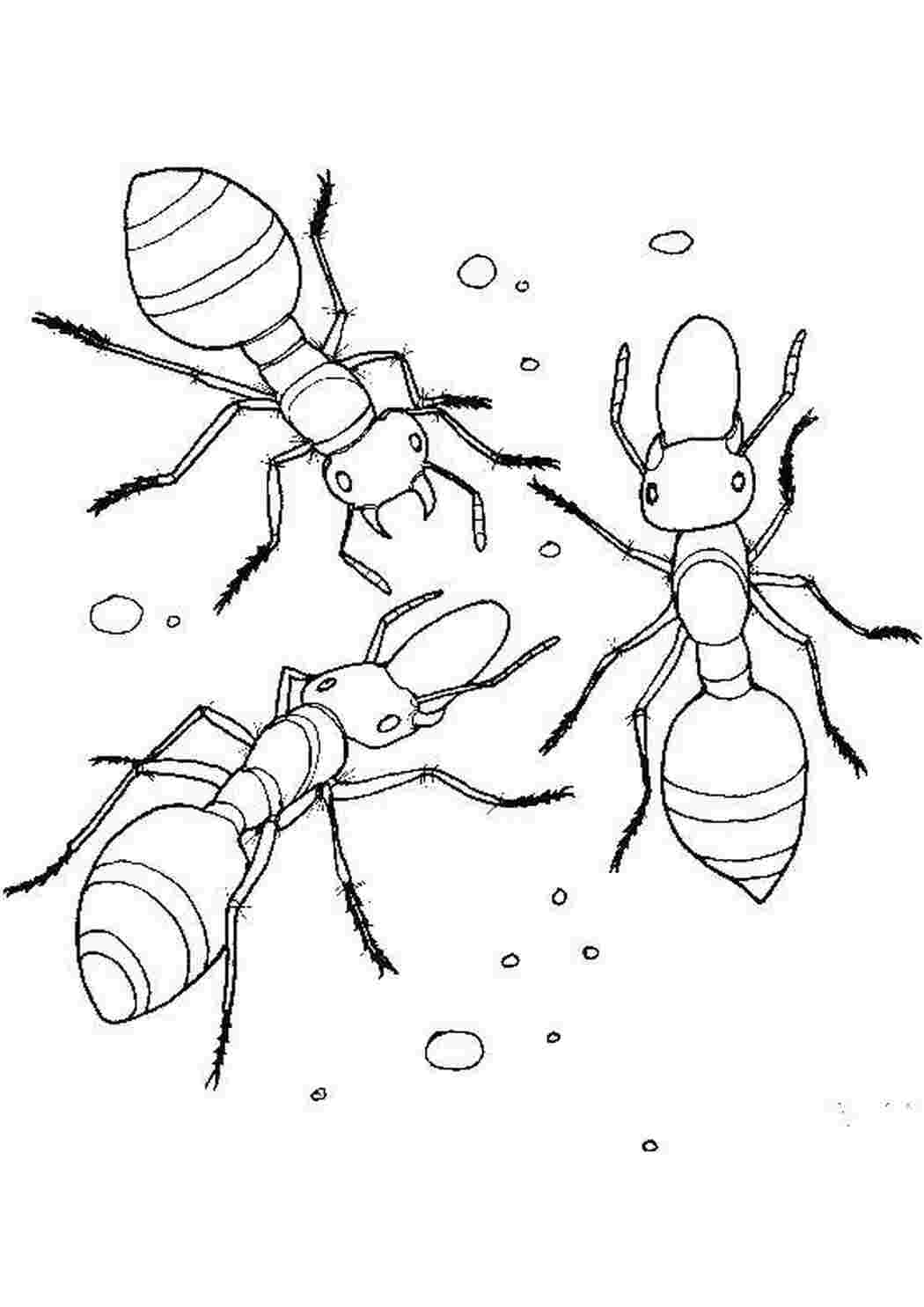Раскраски Муравьишки раскраски Насекомые, муравей