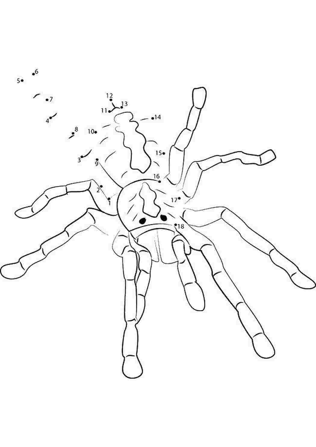 Раскраски Дорисуй паука по точкам пауки насекомые, пауки
