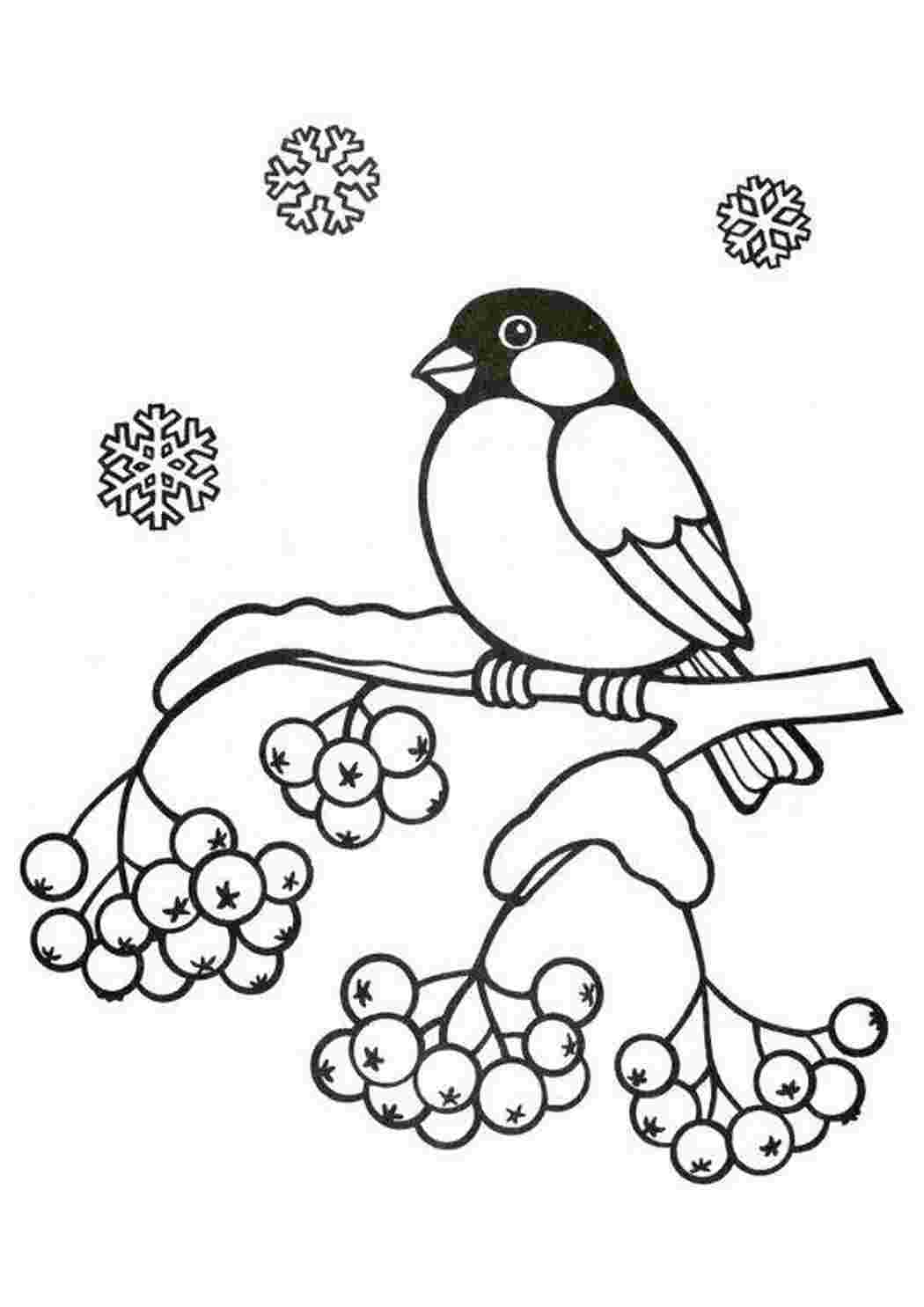 Раскраски зимние птицы (49 фото)