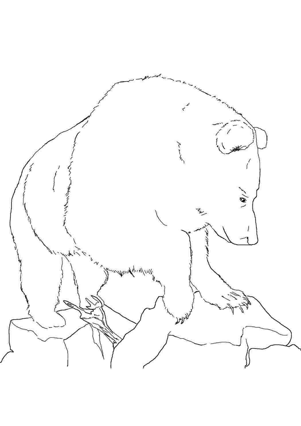 Раскраски Раскраски медведь, медведица, медвежонок  Лесной медведь
