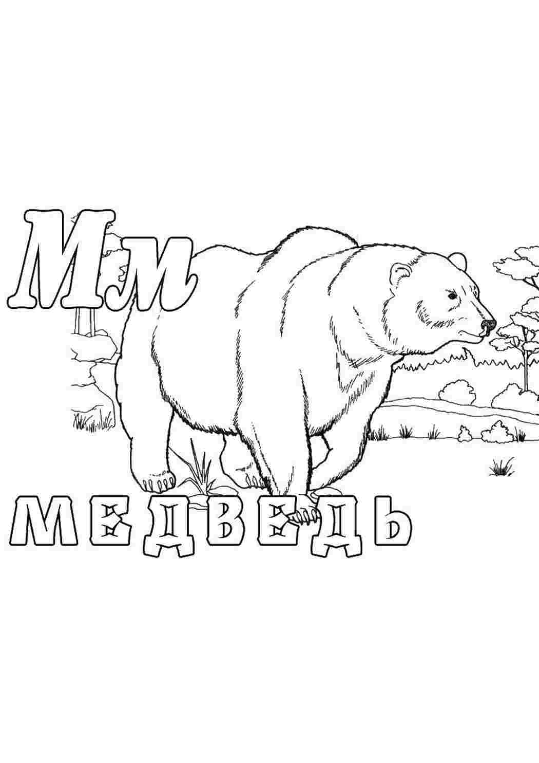 зоопарк медведь