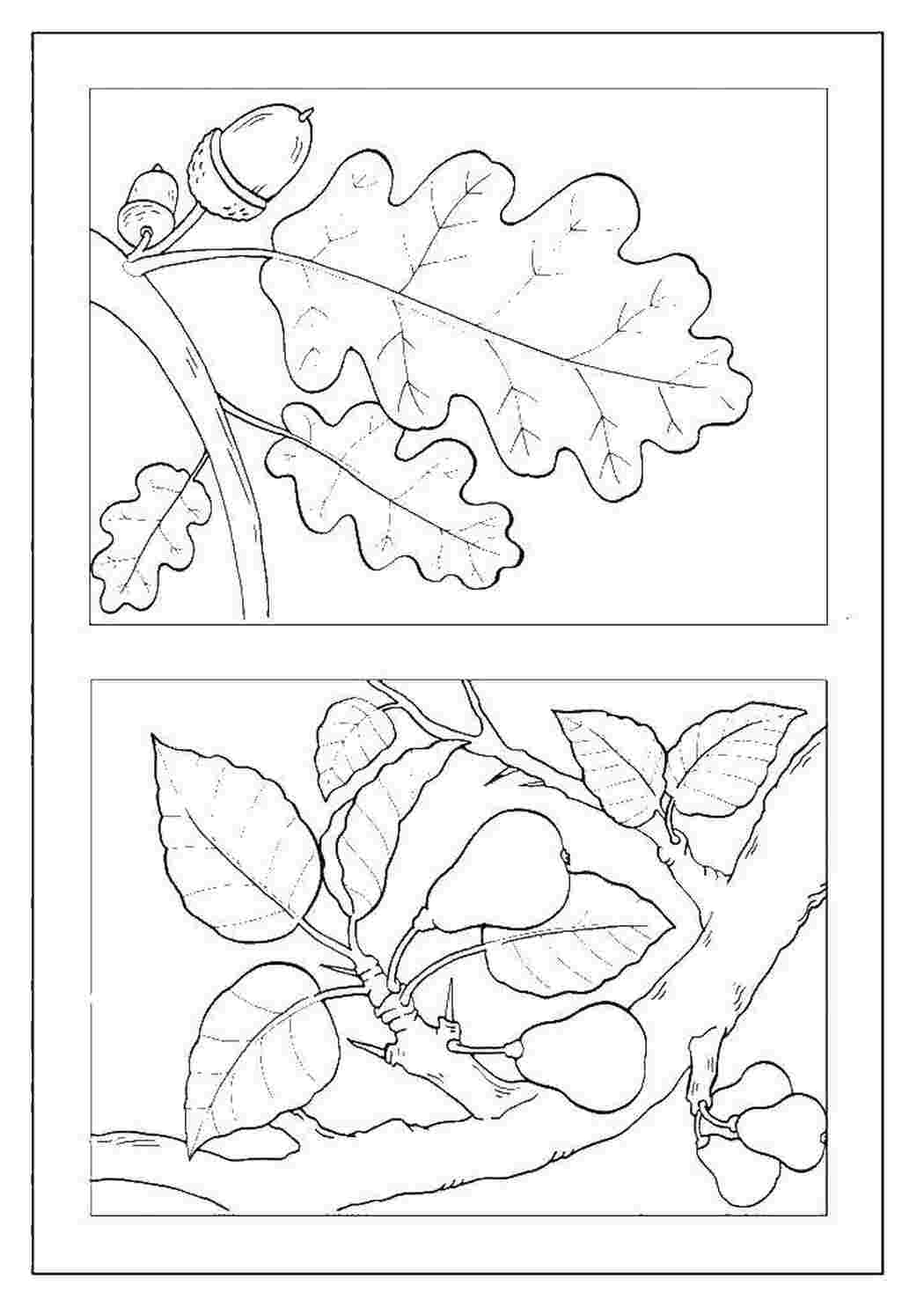 Раскраски Листья дуба и груши Контуры листьев литья, дубы, груши