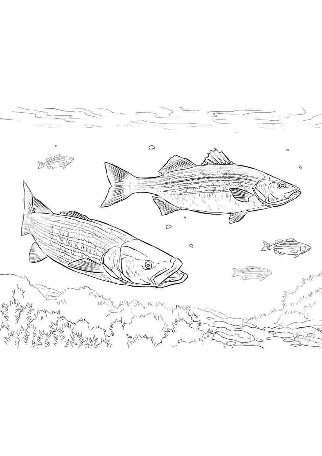 Раскраски Голодные пираньи раскраски Подводный мир, рыба