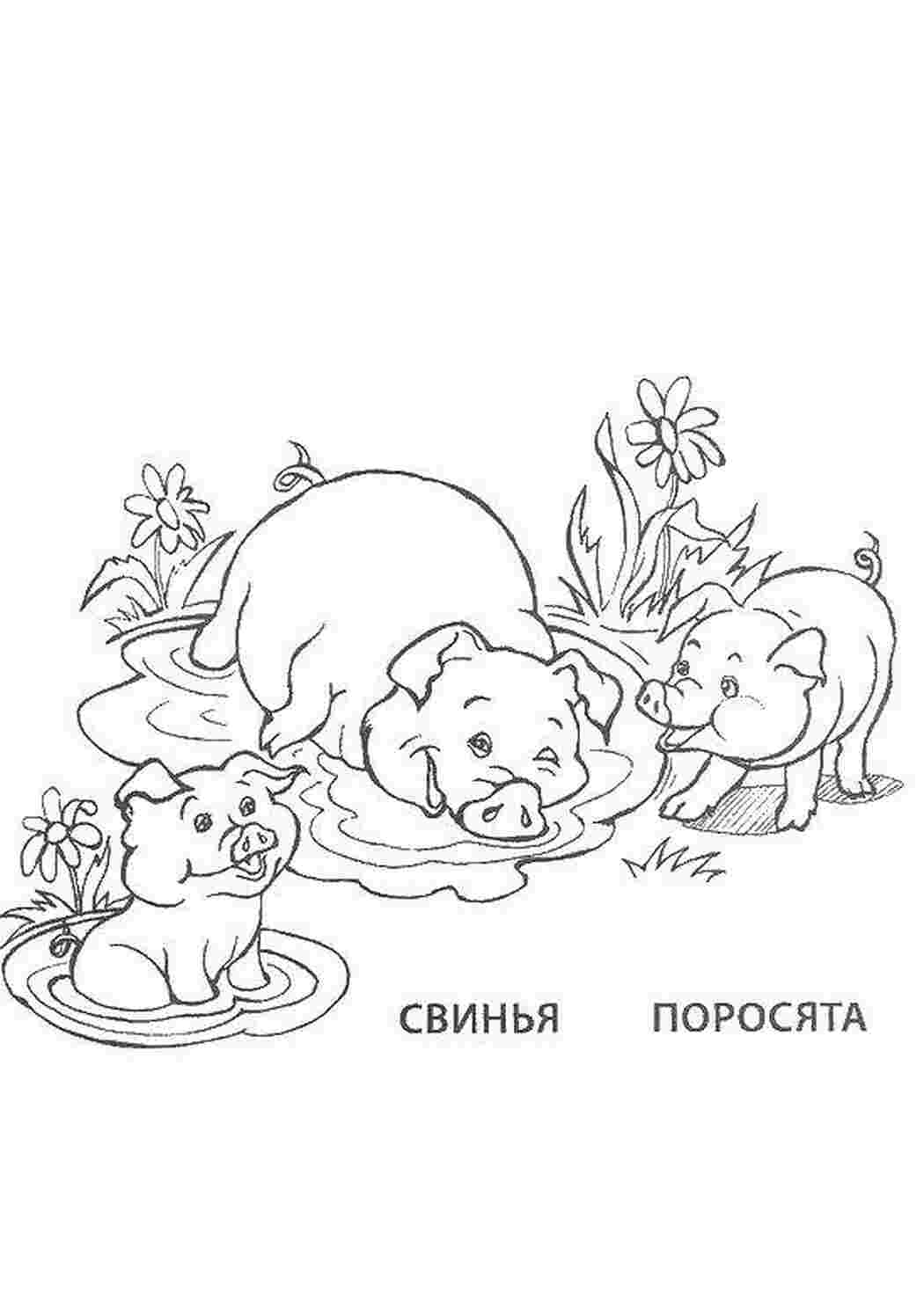  Свинья и ее поросята