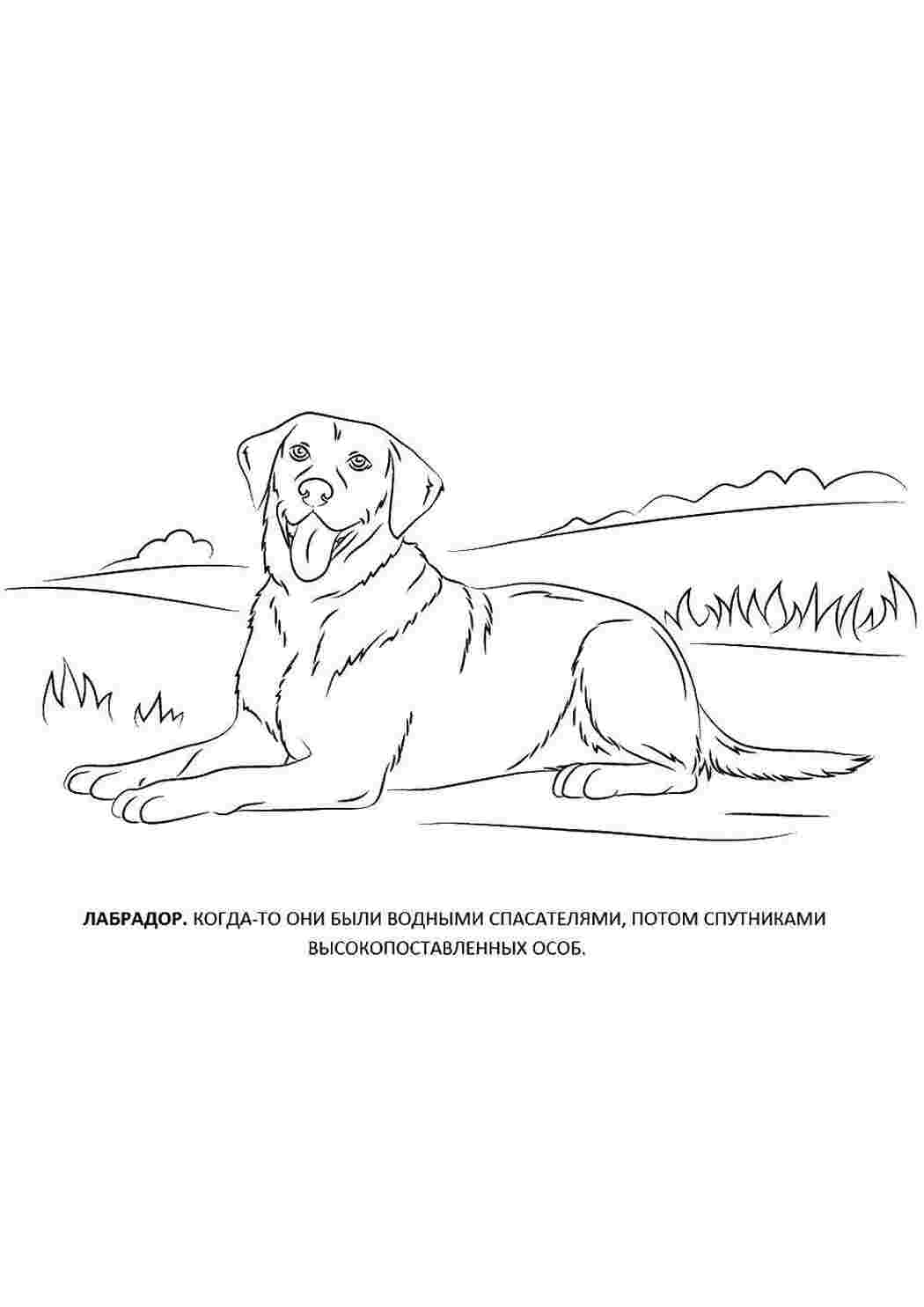 Лабрадор ретривер собака раскраски страницу иллюстрация