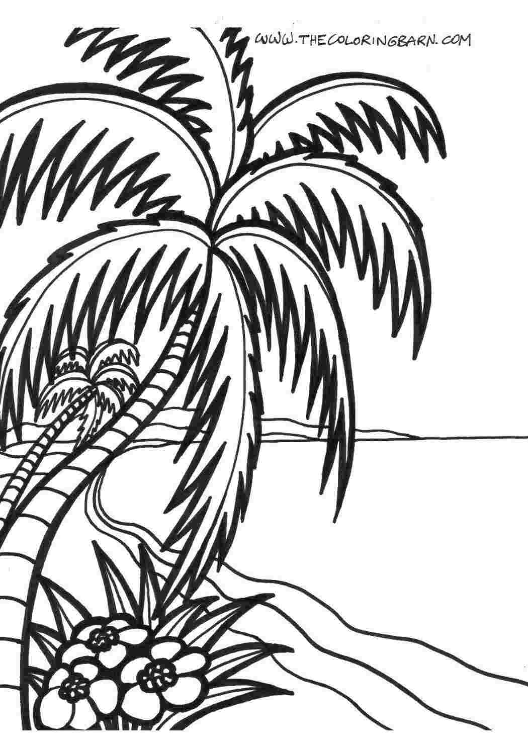 Раскраска пальмовые листья
