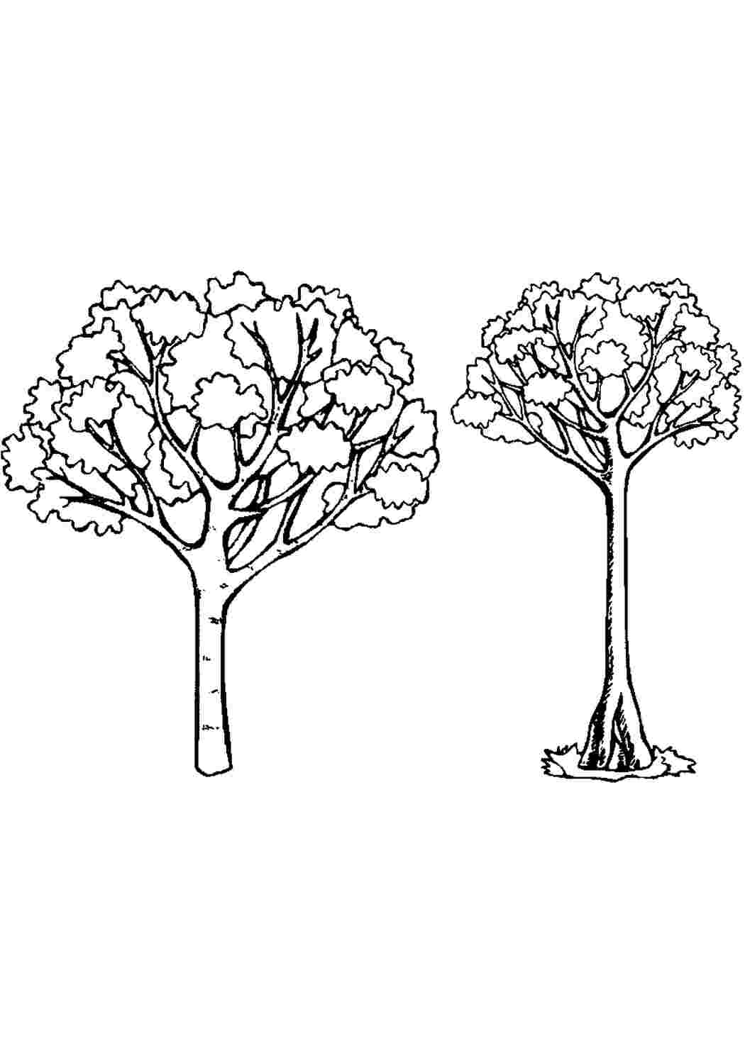 Раскраски деревья раскраски деревья, раскраски природа, дерево  Раскраски скачать онлайн