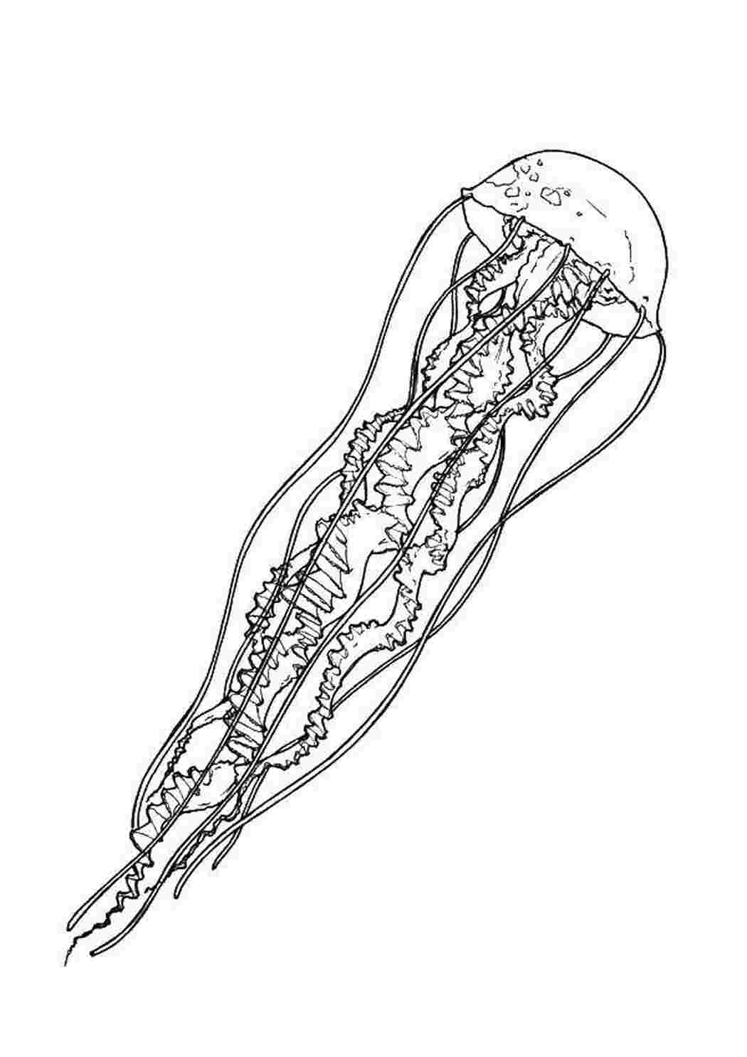Раскраски Длинная медуза Морские обитатели Подводный мир, медуза