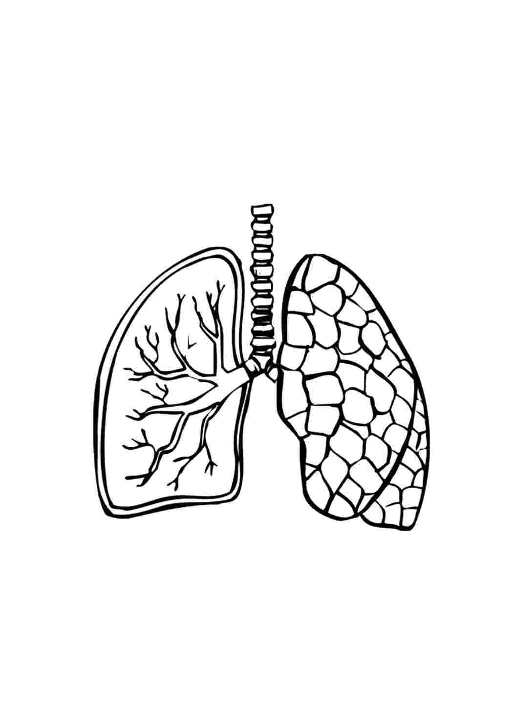 Раскраски Лёгкие Строение тела Лёгкие