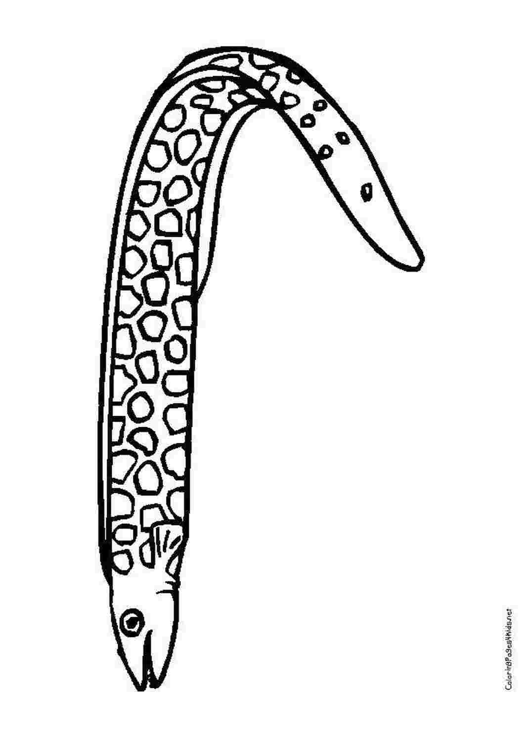 Раскраски Пятнистая мурена раскраски Подводный мир