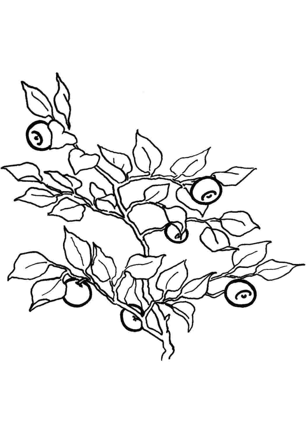 Раскраски Раскраски ягоды малина вишня арбуз вишня крыжовник  Черника