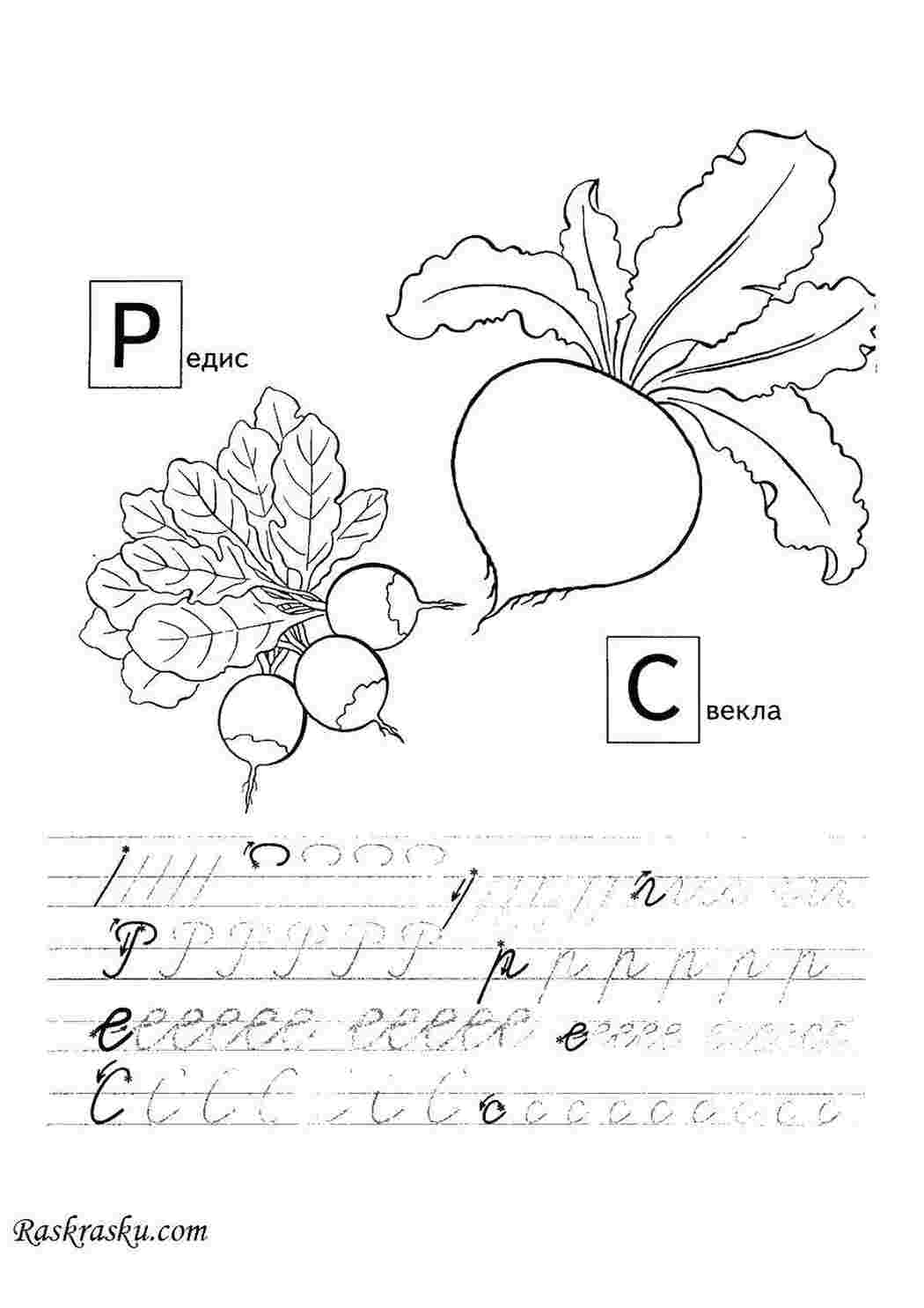 прописи буквы Репа, свекла, буква Р, буква С