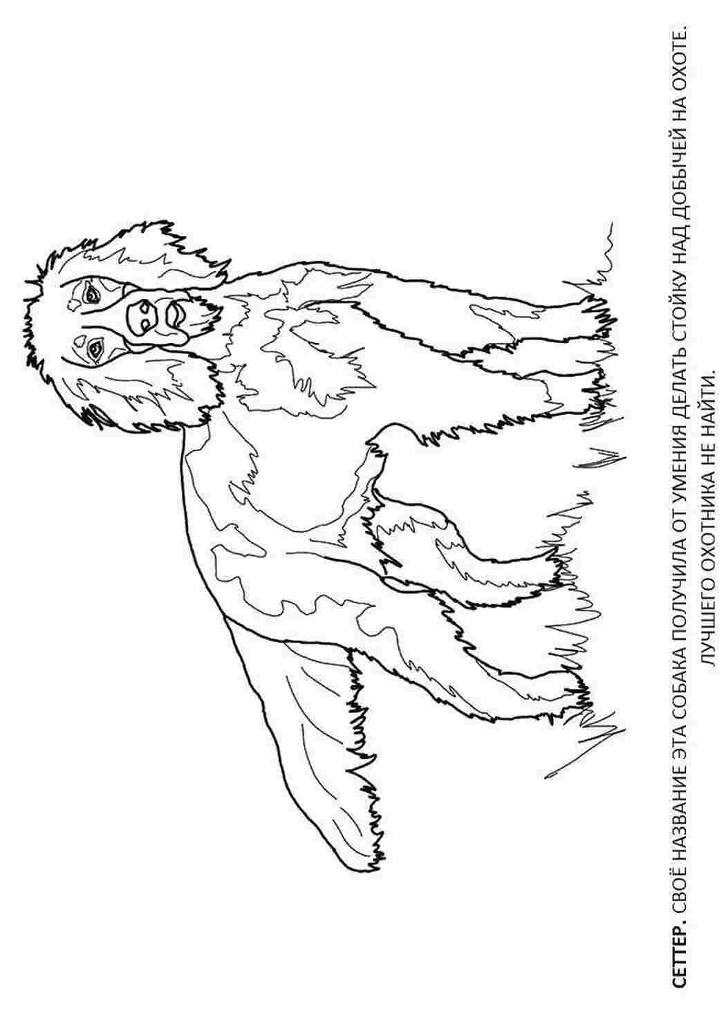 Раскраски Собака породы сеттер собаки животные, собака, щенок, пес