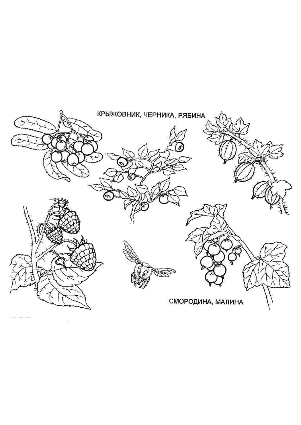 Раскраски детская раскраска, много ягод, ягоды, фрукты Раскраски Ягоды 