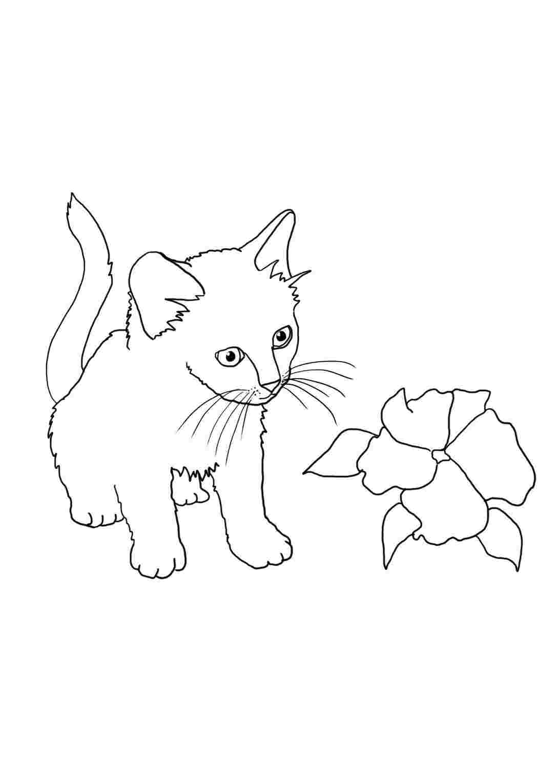 Раскраски Котёнок и цветочек Коты и котята Животные, котёнок