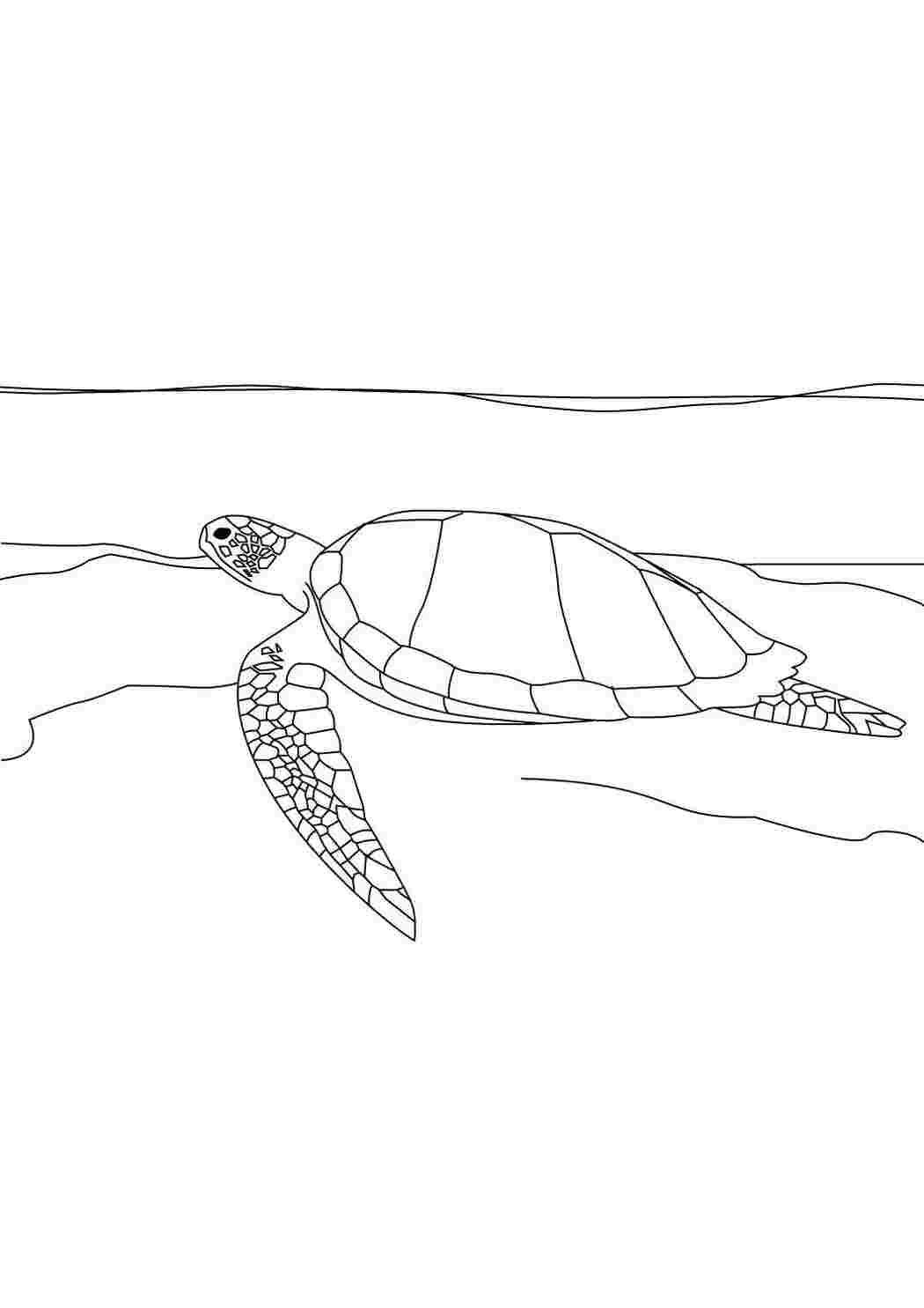 Раскраски Морская черепашка плавает в воде морское Подводный мир, черепаха
