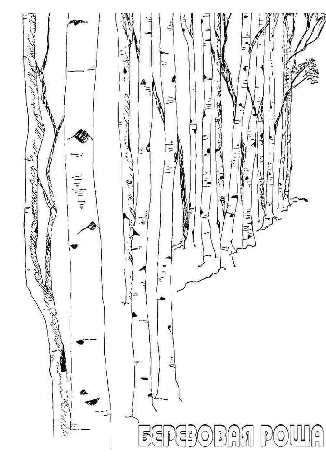 Раскраски Березовая роща Природа Березовая роща