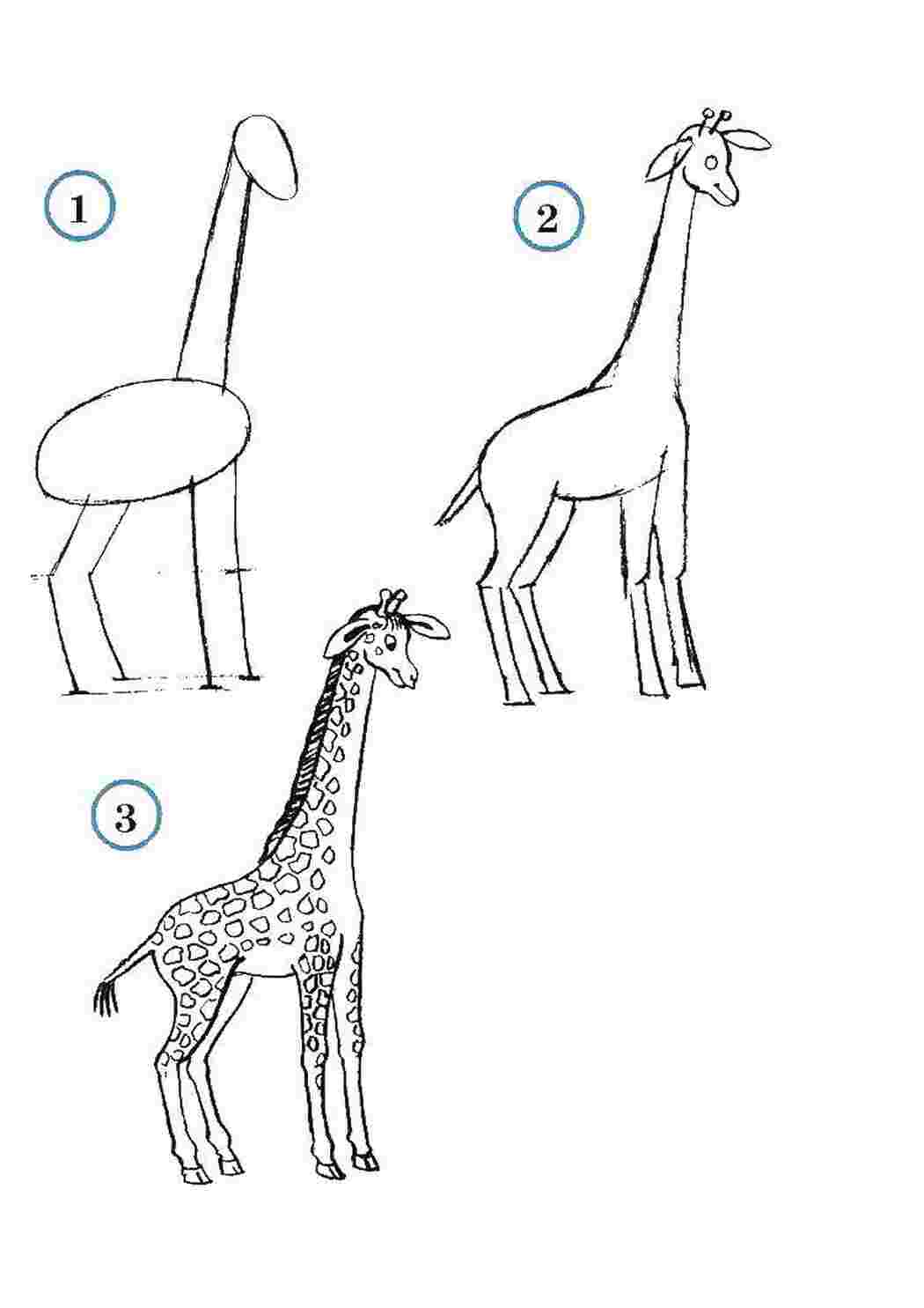 Раскраски Учимся рисовать жирафа как нарисовать поэтапно животных Животные, жираф