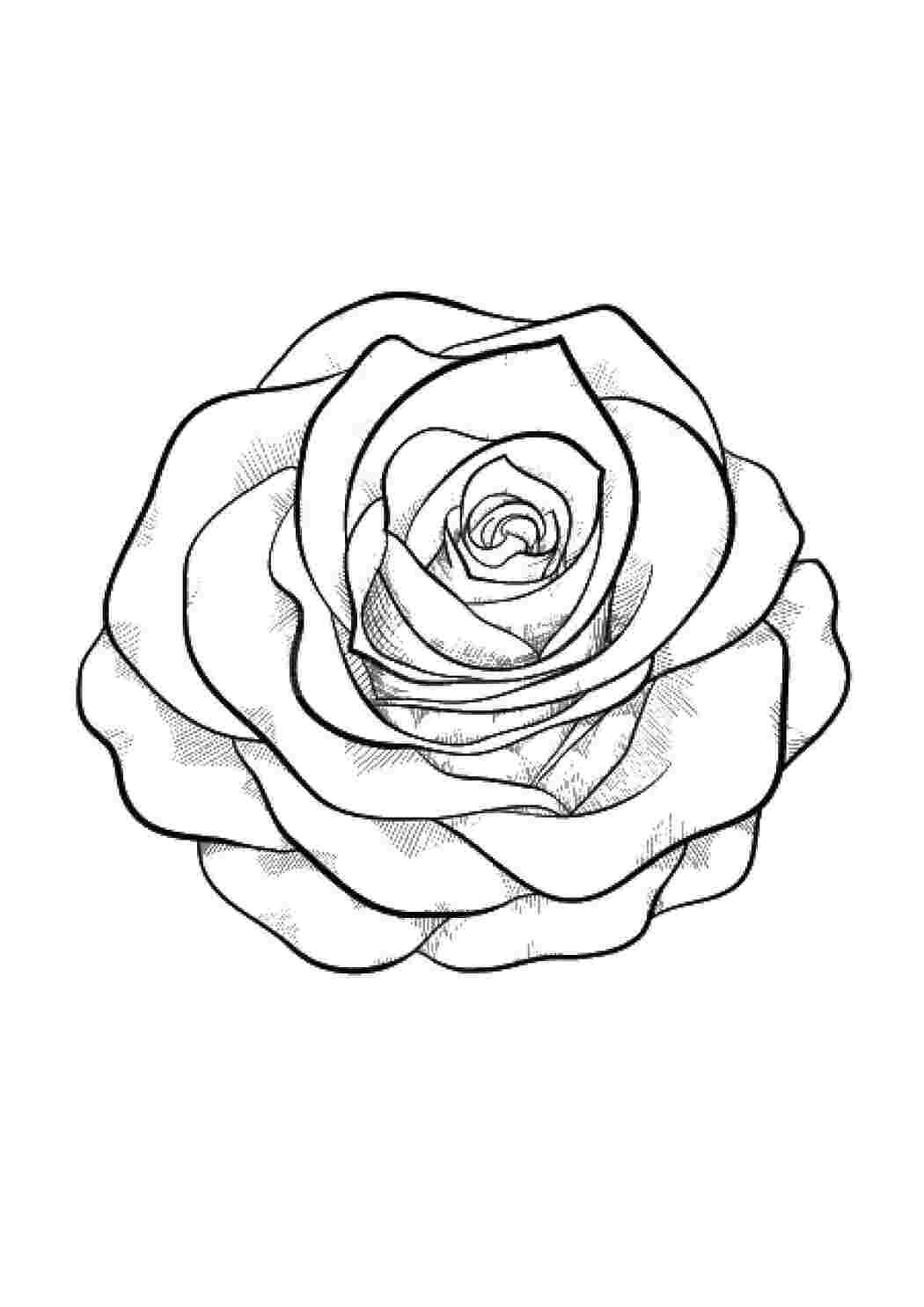Раскраски Бутон розы Контуры розы роза, цветок, липистки