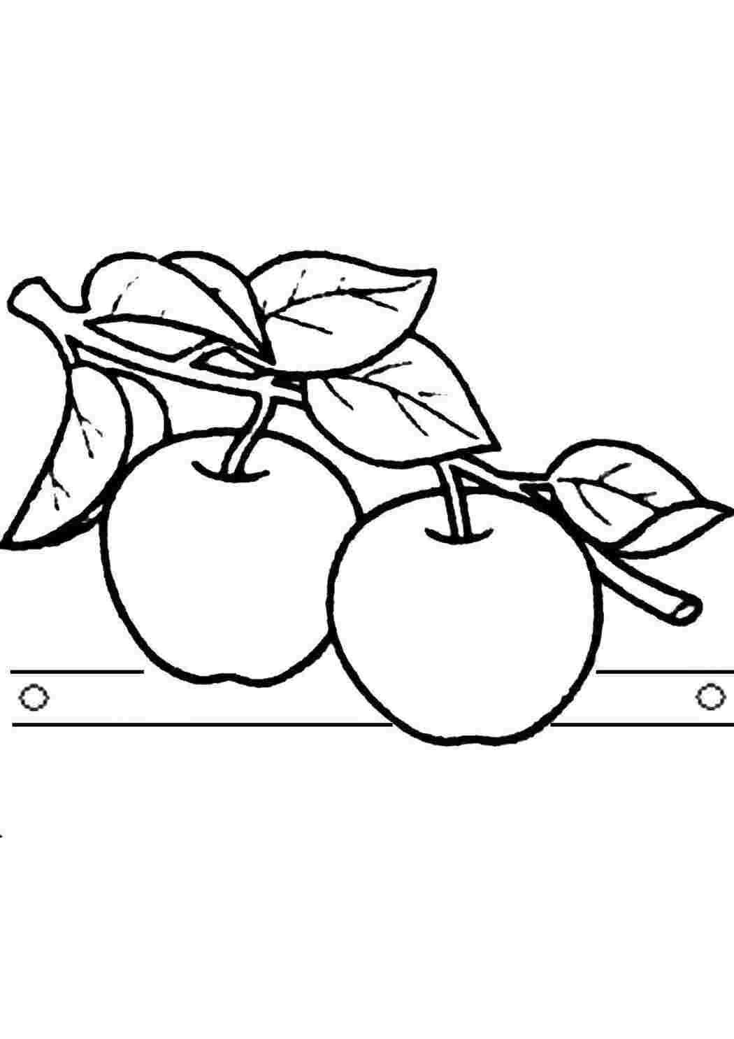 Раскраски Яблоки на ветке яблоко яблоко