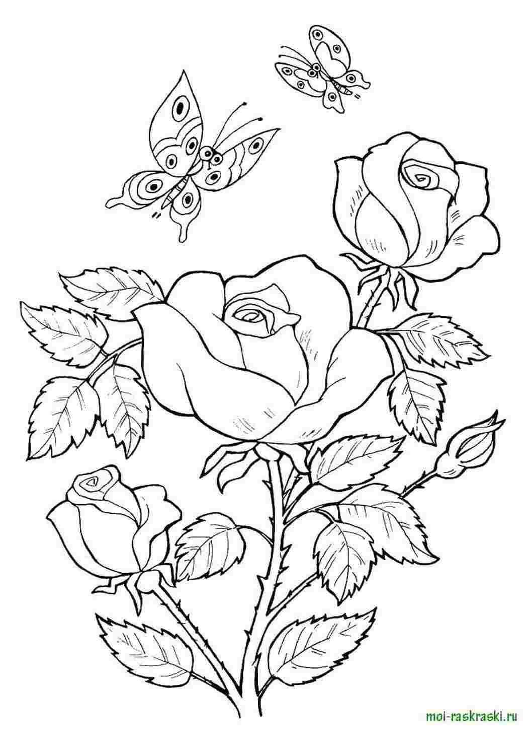 Раскраски Розы цветы Роза