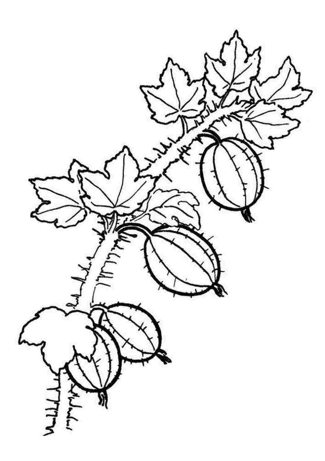 Раскраски Крыжовник ягоды крыжовник