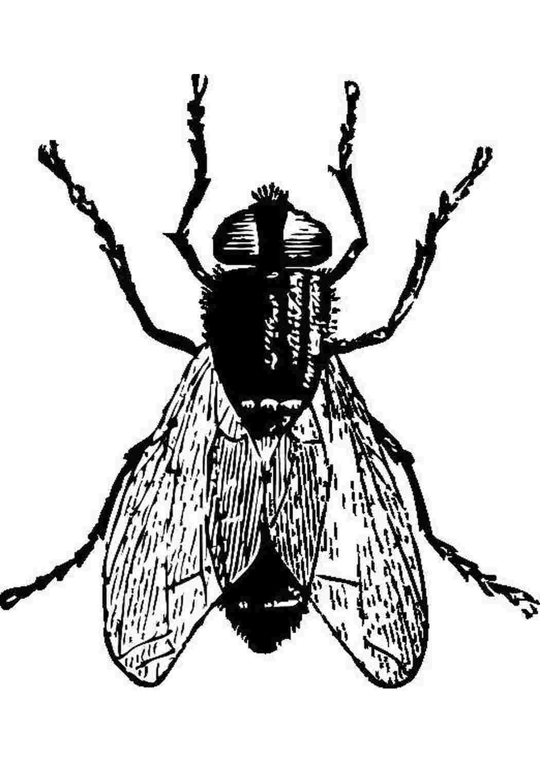 Раскраски Муха Контуры насекомые муха