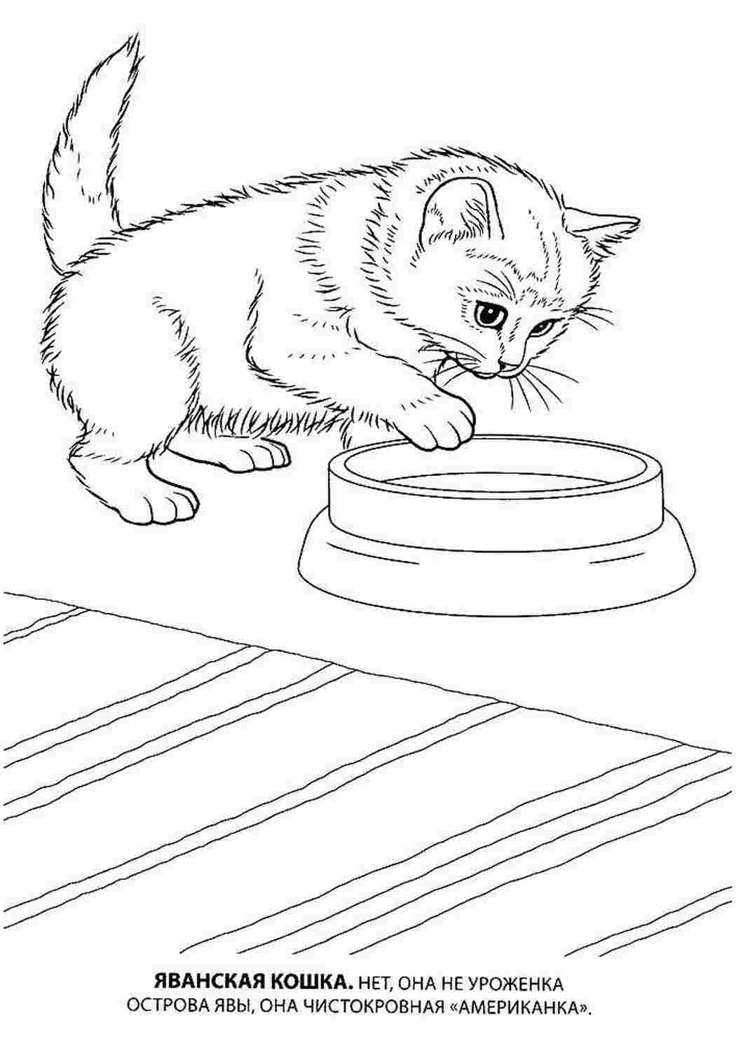 Раскраски Яванская кошка Коты и котята животные, кошка, котенок