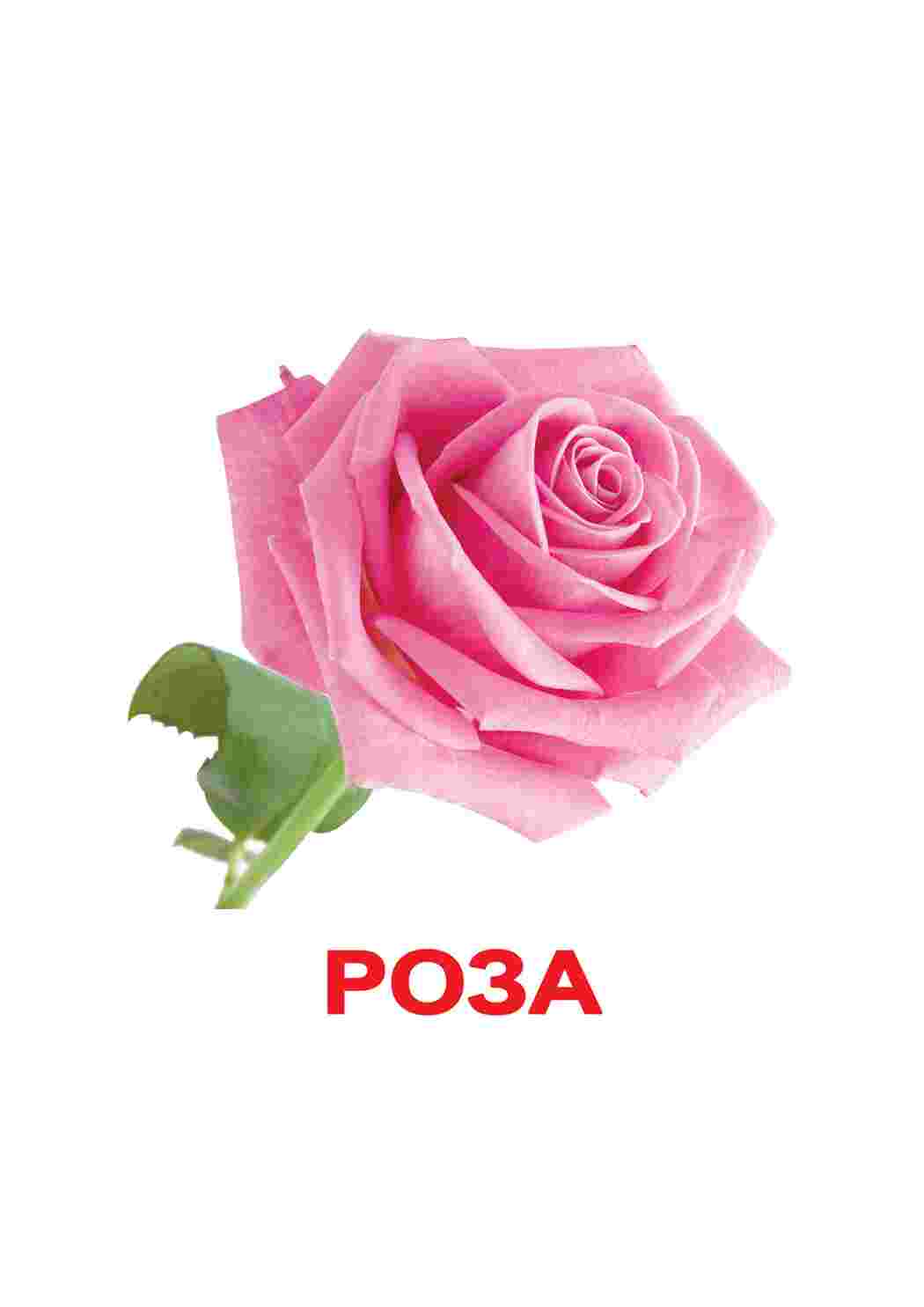  картинка цветы розы ромашки ро
