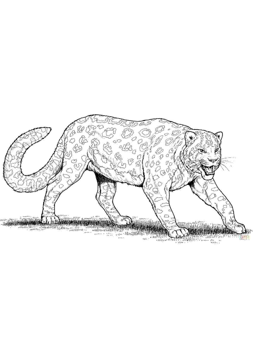 Раскраски Леопард 