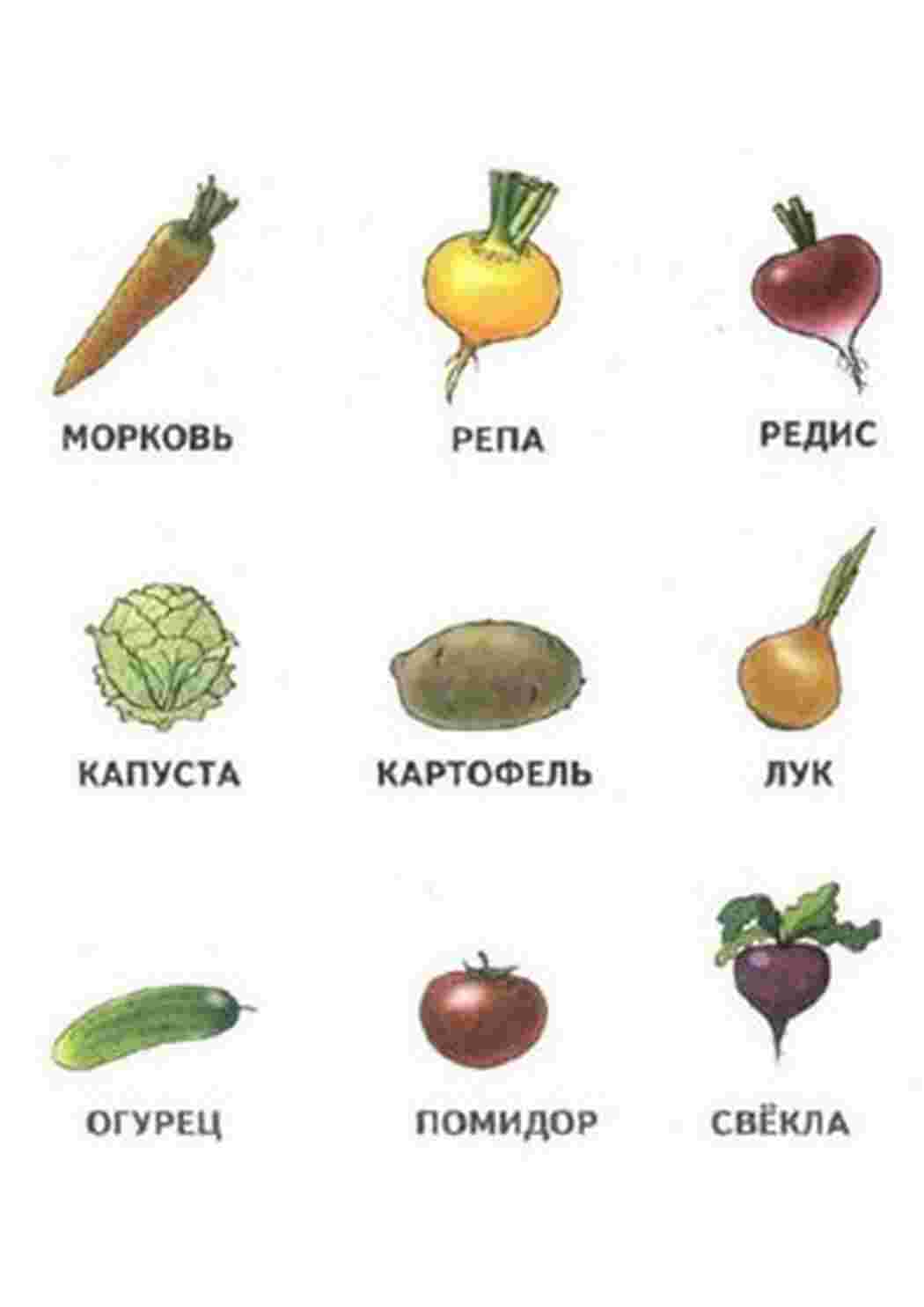 Раскраски, карточки овощи помидор картошка капуста, карточки овощи помидор  картошка капуста, Овощи, фрукты и молочные продукты, Бургер и картошка,  Раскраски овоши морковка капуста картошка лук , карточки овощи помидор  картошка капуста, Раскраски