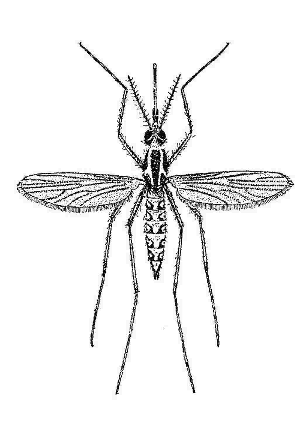 Раскраски Комар с длинными ножками Насекомые насекомые