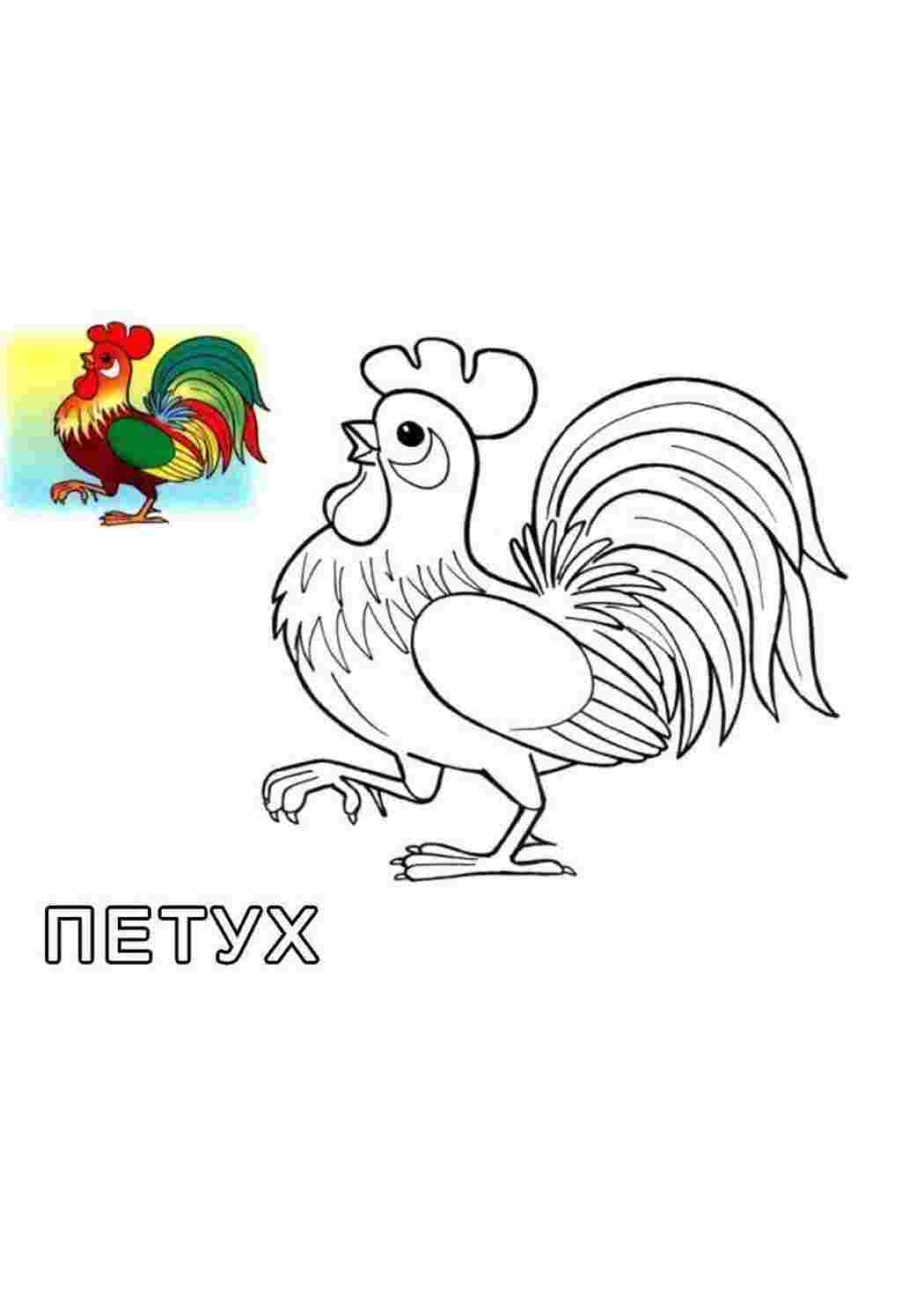 Раскраски Рисунок петуха домашние животные Петух