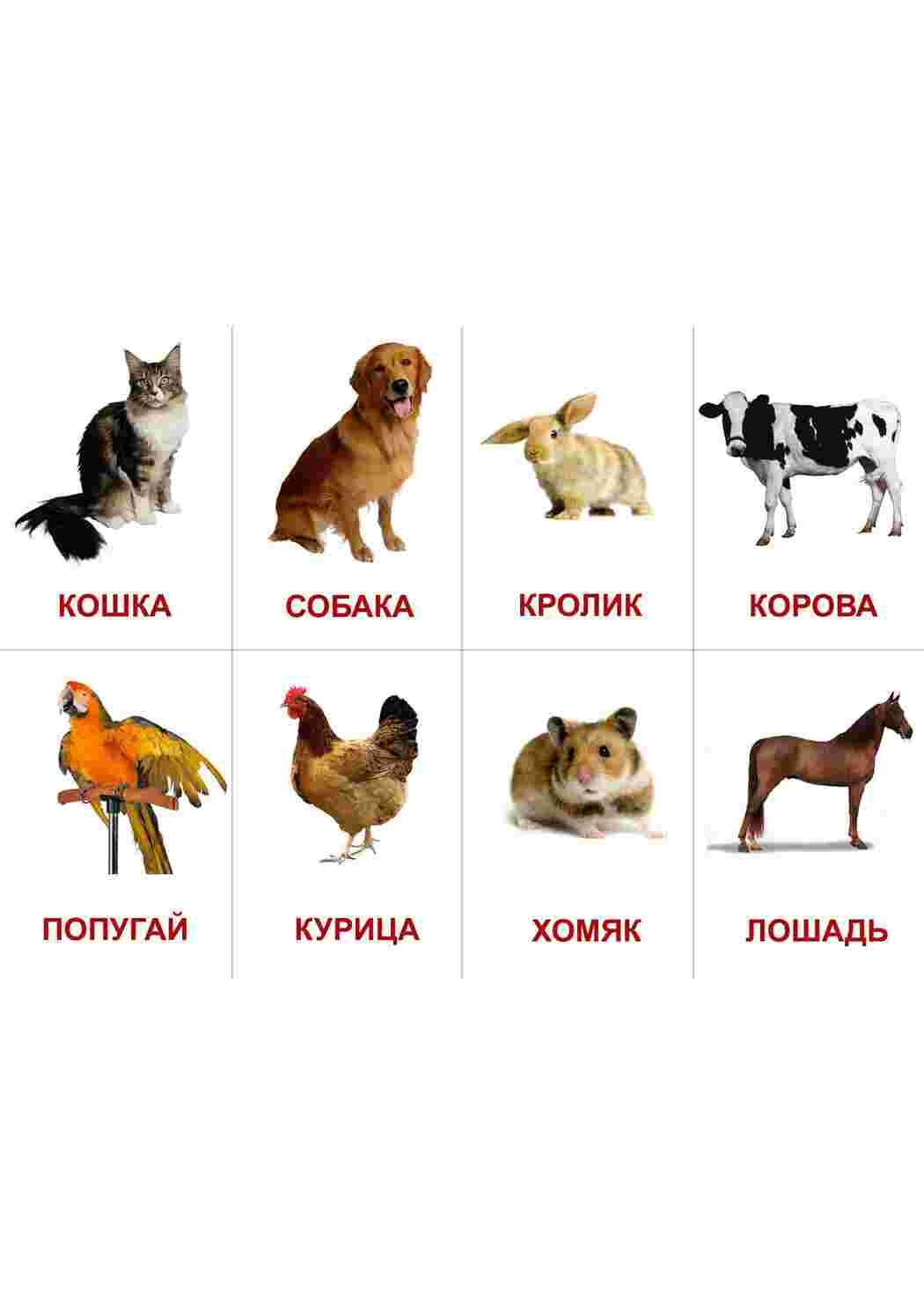 Морские, домашние и животные континентов для ознакомления с детьми. Карточки для раннего развития детей. 