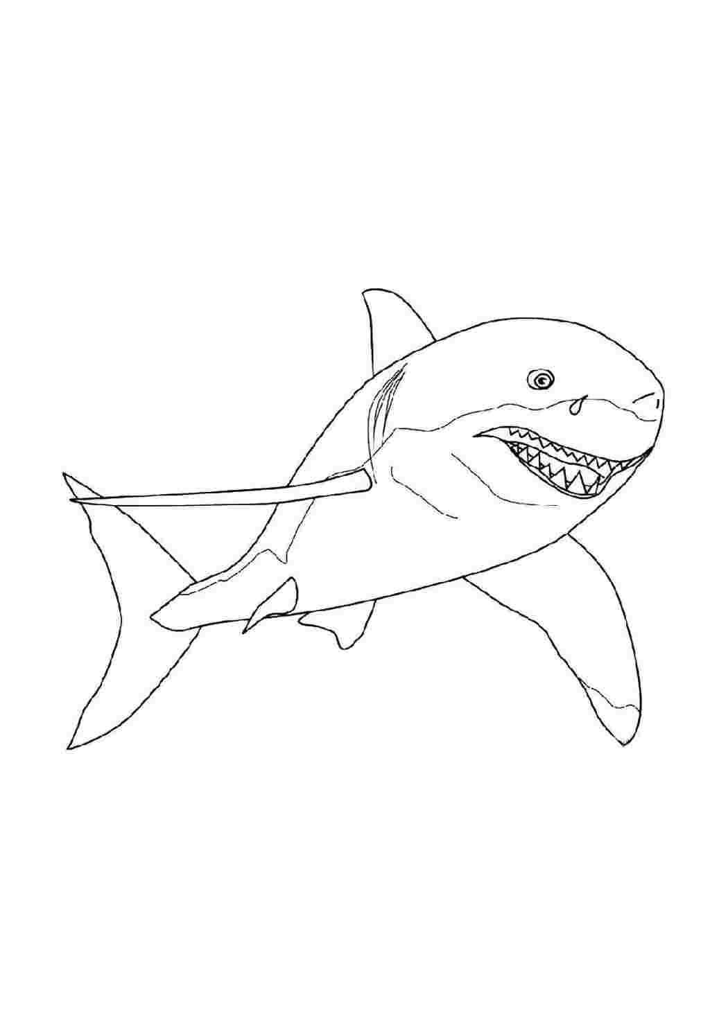 Раскраски Акула Акулы акула