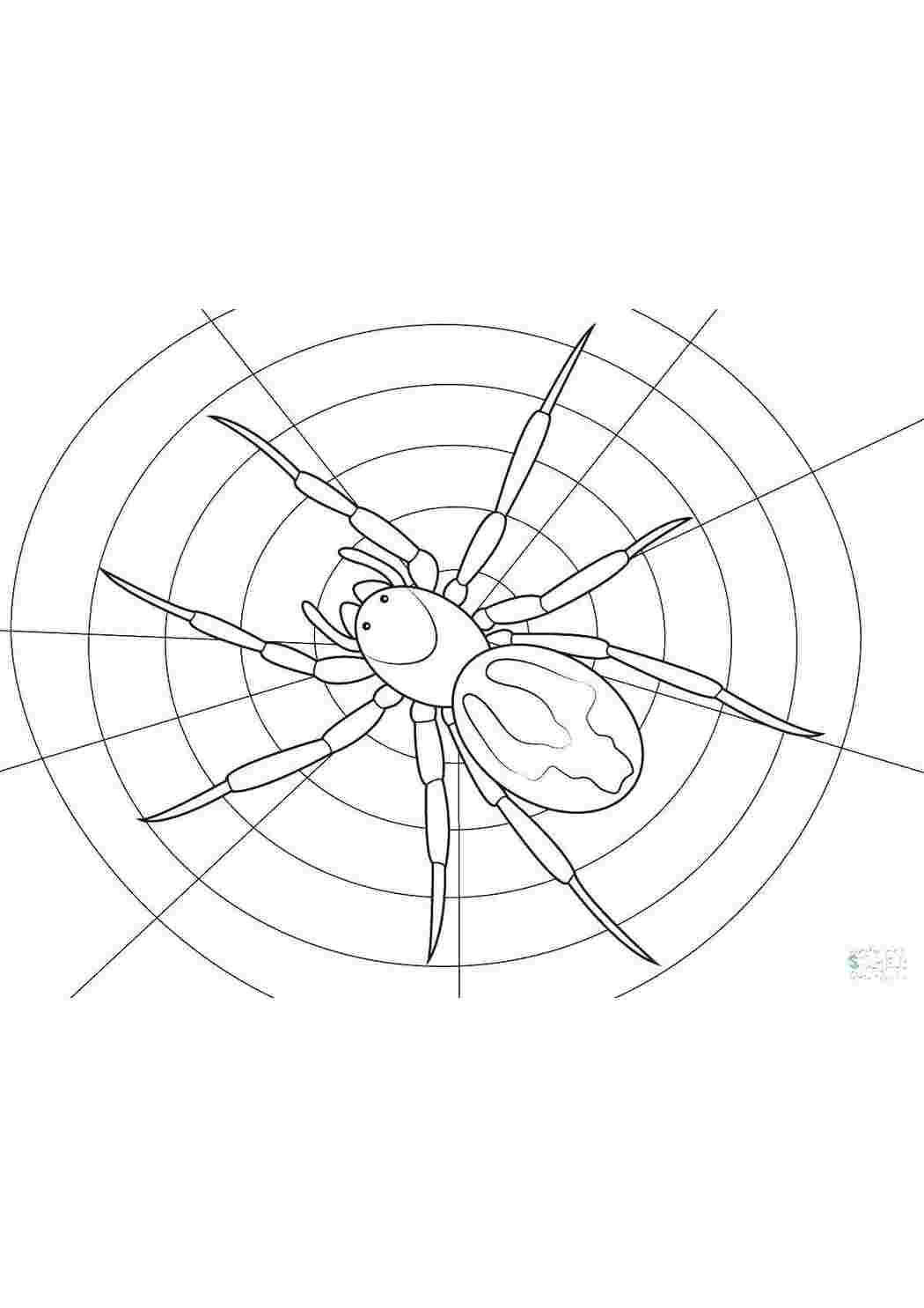 Раскраски Паук на паутине раскраски пауки паук