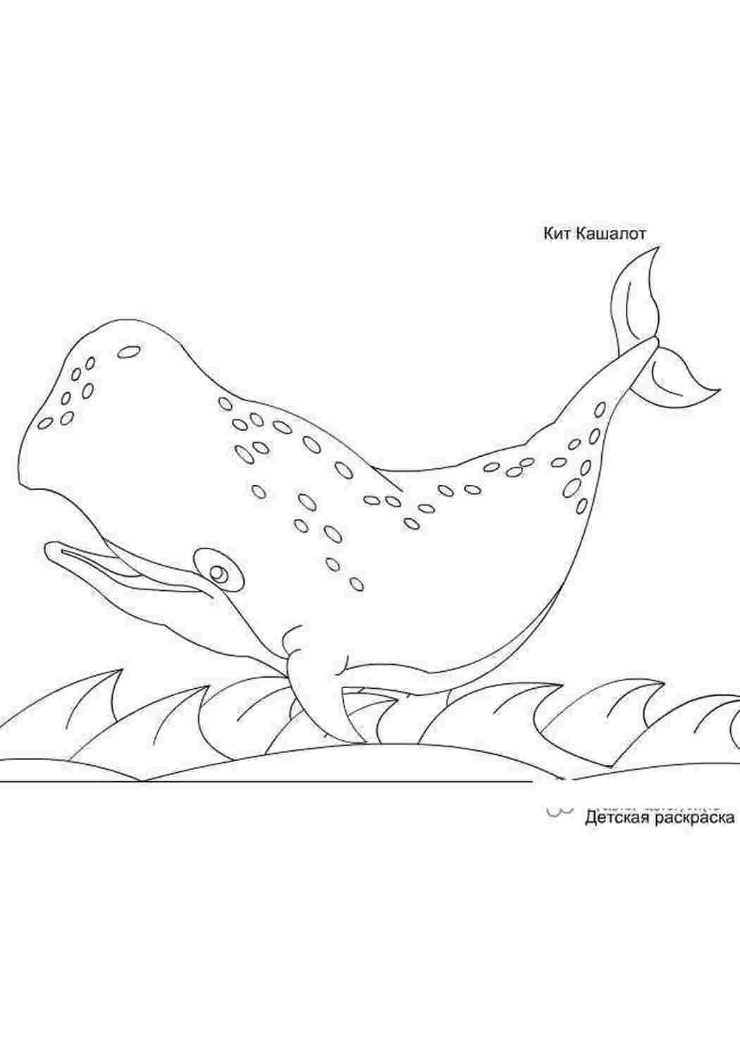 Раскраски Раскраски подводный мир кит кашалот Раскраски подводный мир кит кашалот  Раскраски скачать онлайн