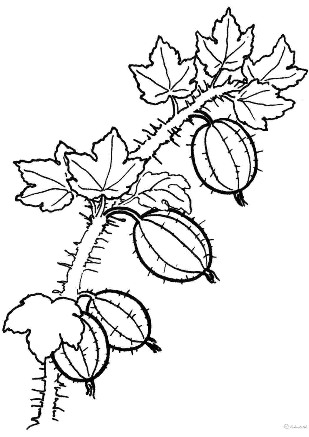 Раскраски кисло-сладкие, ягоды, крыжовник, раскраска детская Раскраски Ягоды 